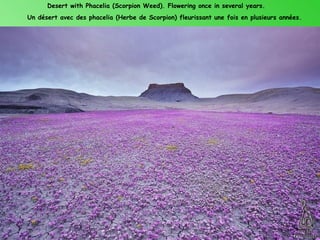 Desert with Phacelia (Scorpion Weed). Flowering once in several years.
Un désert avec des phacelia (Herbe de Scorpion) fleurissant une fois en plusieurs années.
 