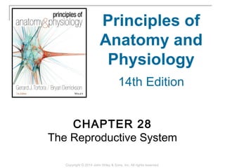 CHAPTER 28
The Reproductive System
Principles of
Anatomy and
Physiology
14th Edition
Copyright © 2014 John Wiley & Sons, Inc. All rights reserved.
 