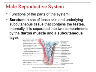 28 [chapter 28 the reproductive system] | PPT
