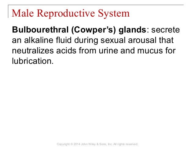 28 [chapter 28 the reproductive system]