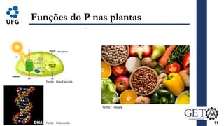 11
Funções do P nas plantas
Fonte : Brasil escola.
Fonte : Infoescola.
Fonte : Freepik.
 
