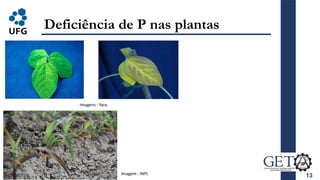13
Deficiência de P nas plantas
Imagens : Yara.
Imagem : INPI.
 