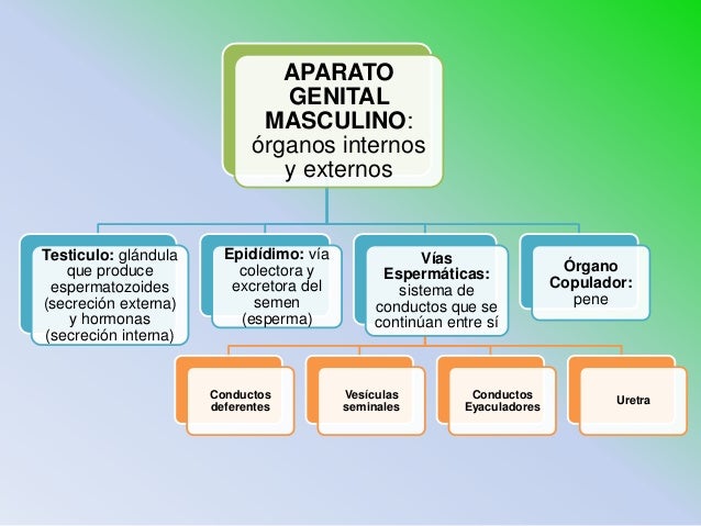 28 generalidades de aparato reproductor masculino
