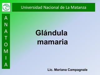Universidad Nacional de La Matanza

A
N
A          Glándula
T
O          mamaria
M
I
A
                 Lic. Mariana Campagnale
 