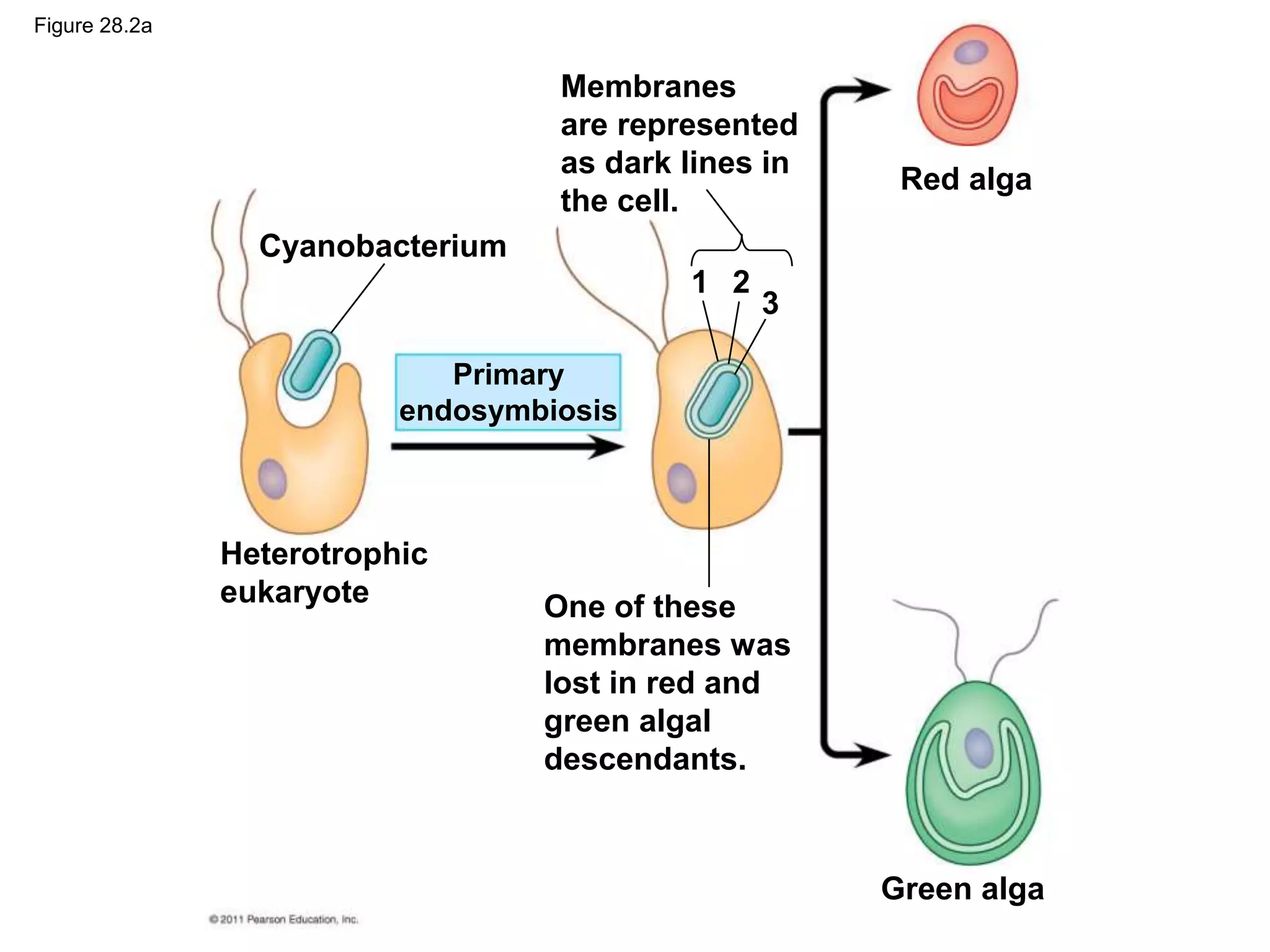Figure 28.2a
Cyanobacterium
Heterotrophic
eukaryote
Primary
endosymbiosis
Membranes
are represented
as dark lines in
the cell.
1 2
3
One of these
membranes was
lost in red and
green algal
descendants.
Red alga
Green alga
 