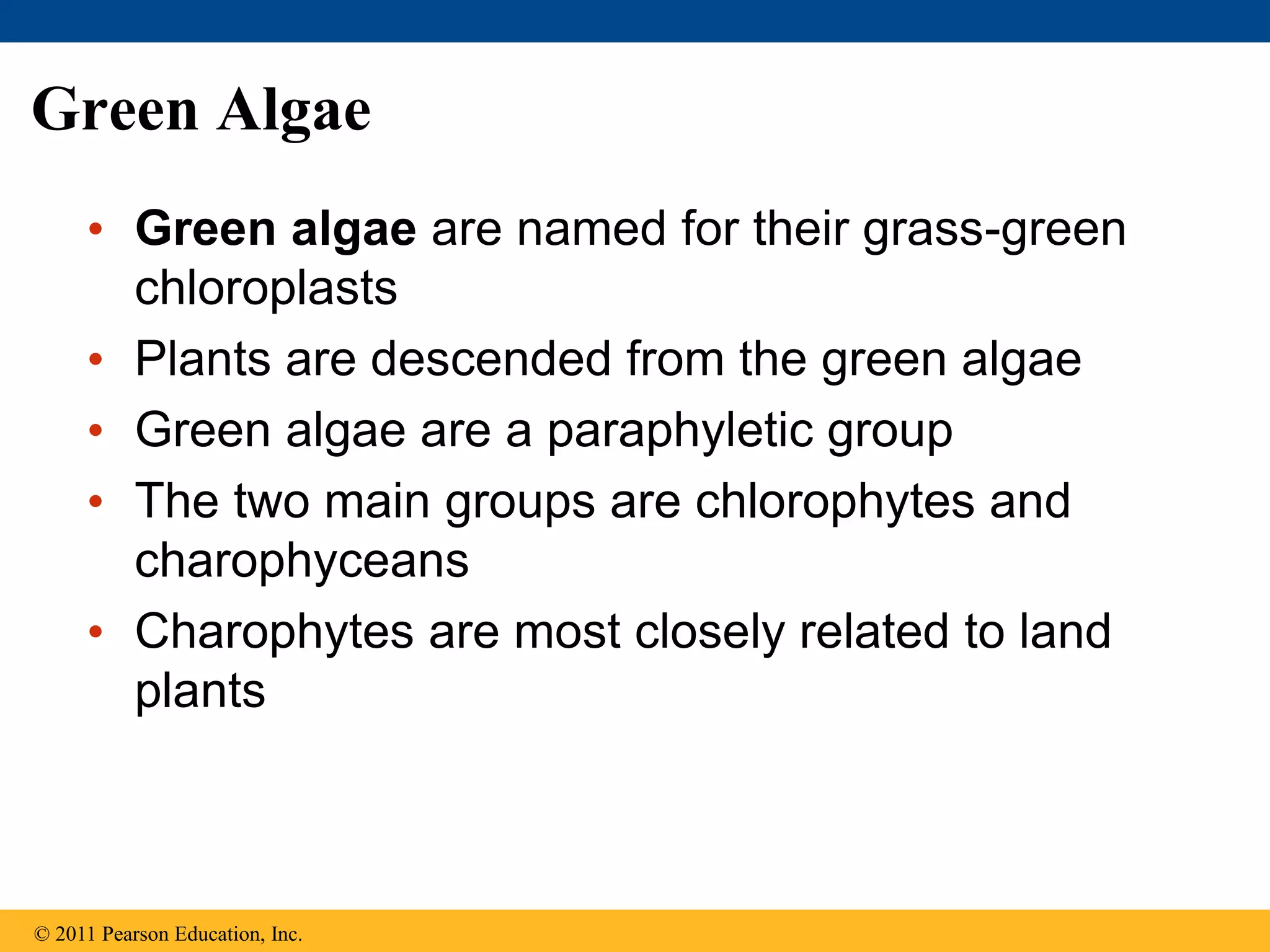 Green Algae
• Green algae are named for their grass-green
chloroplasts
• Plants are descended from the green algae
• Green algae are a paraphyletic group
• The two main groups are chlorophytes and
charophyceans
• Charophytes are most closely related to land
plants
© 2011 Pearson Education, Inc.
 