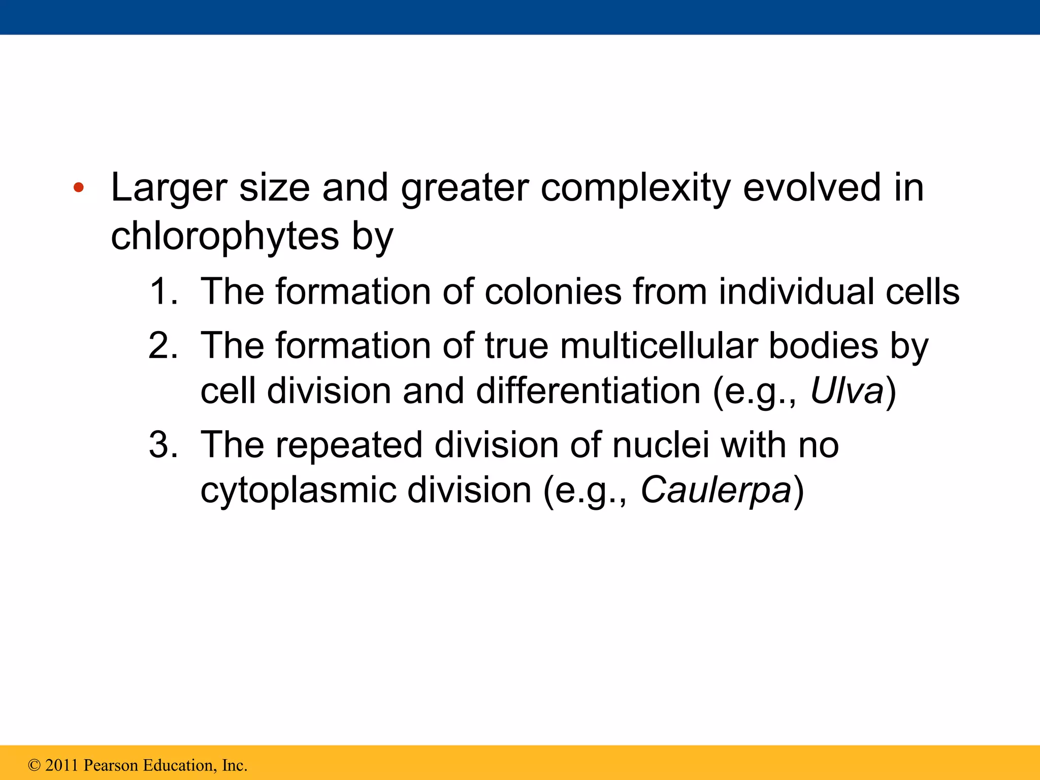 • Larger size and greater complexity evolved in
chlorophytes by
1. The formation of colonies from individual cells
2. The formation of true multicellular bodies by
cell division and differentiation (e.g., Ulva)
3. The repeated division of nuclei with no
cytoplasmic division (e.g., Caulerpa)
© 2011 Pearson Education, Inc.
 