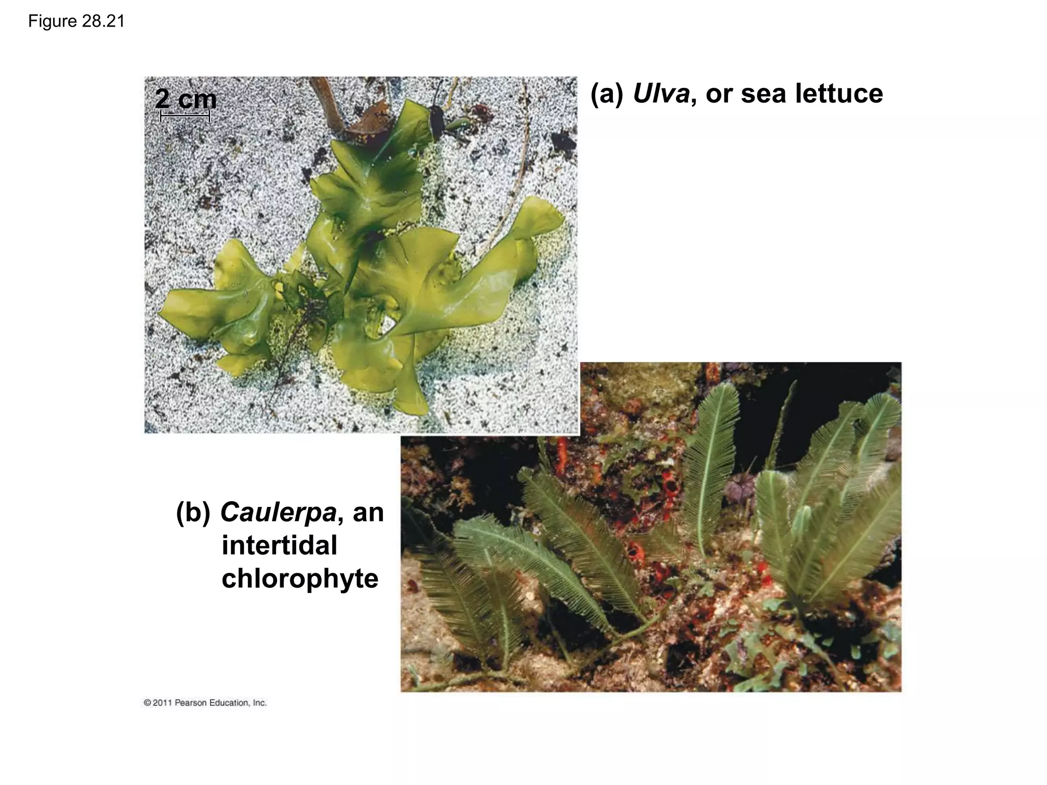 Figure 28.21
(a) Ulva, or sea lettuce
(b) Caulerpa, an
intertidal
chlorophyte
2 cm
 