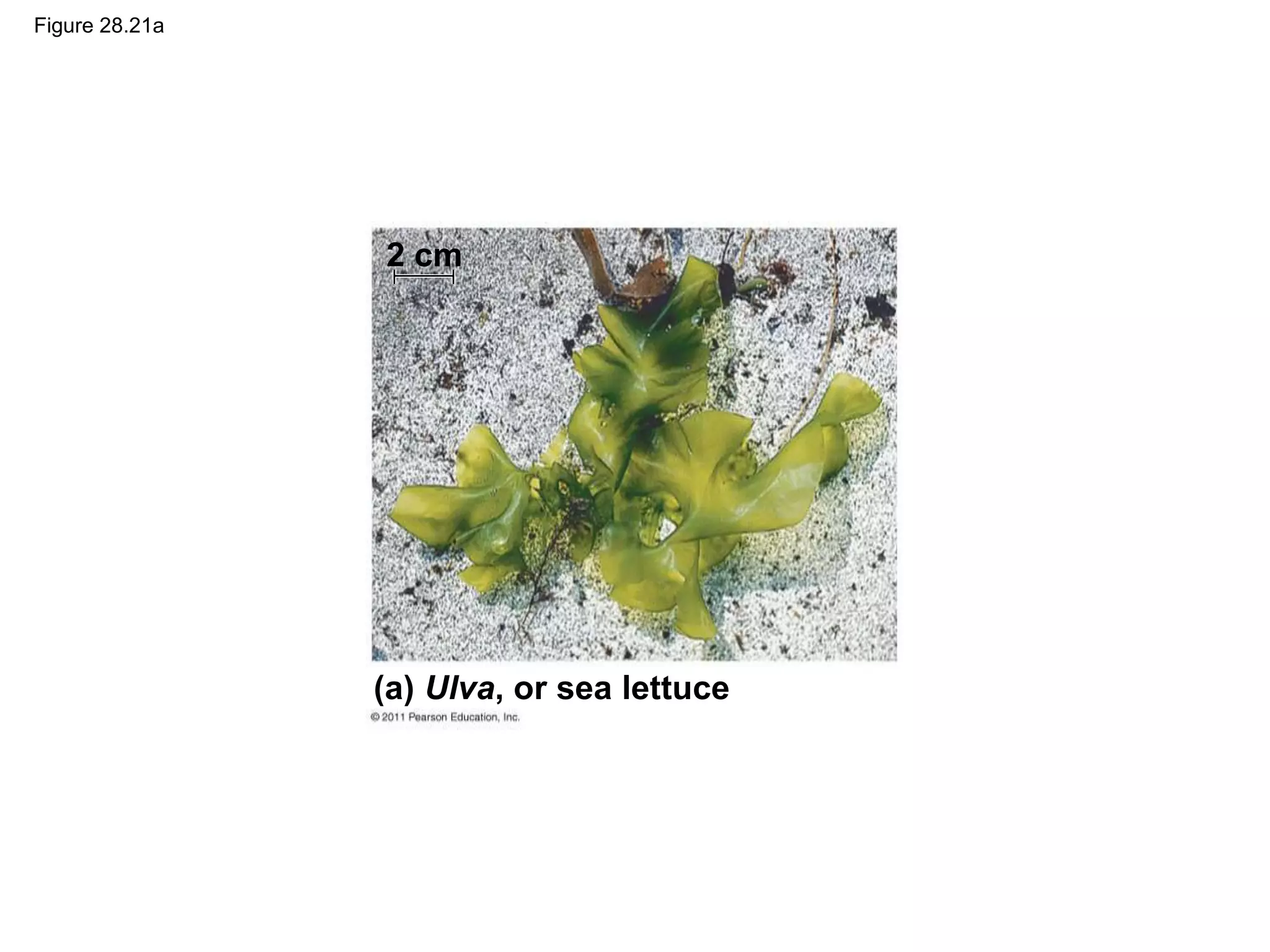 Figure 28.21a
(a) Ulva, or sea lettuce
2 cm
 