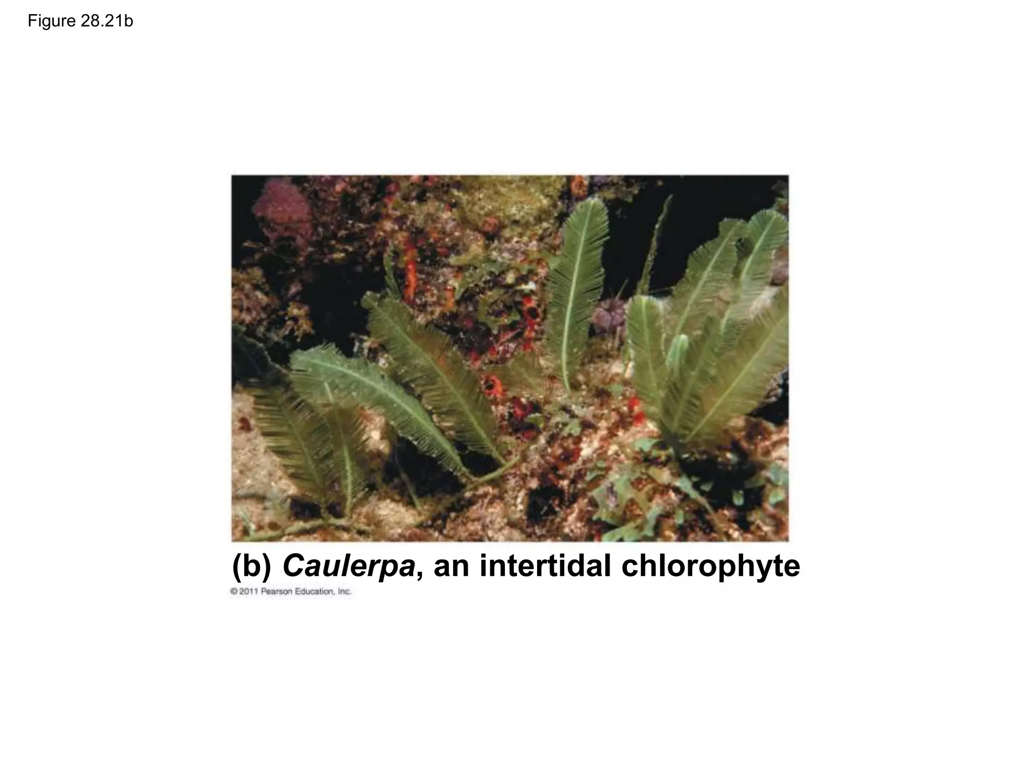Figure 28.21b
(b) Caulerpa, an intertidal chlorophyte
 