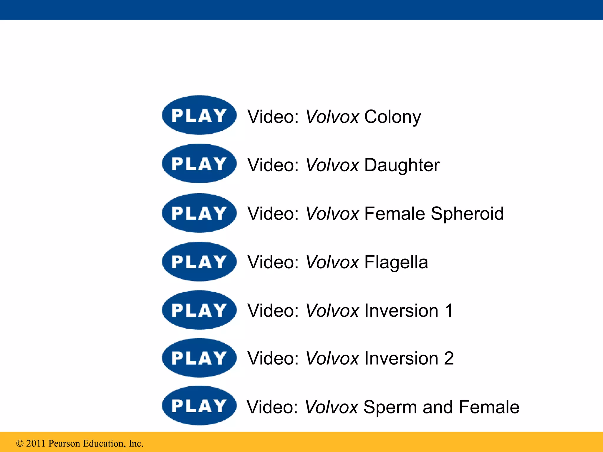 © 2011 Pearson Education, Inc.
Video: Volvox Sperm and Female
Video: Volvox Inversion 2
Video: Volvox Inversion 1
Video: Volvox Flagella
Video: Volvox Female Spheroid
Video: Volvox Daughter
Video: Volvox Colony
 
