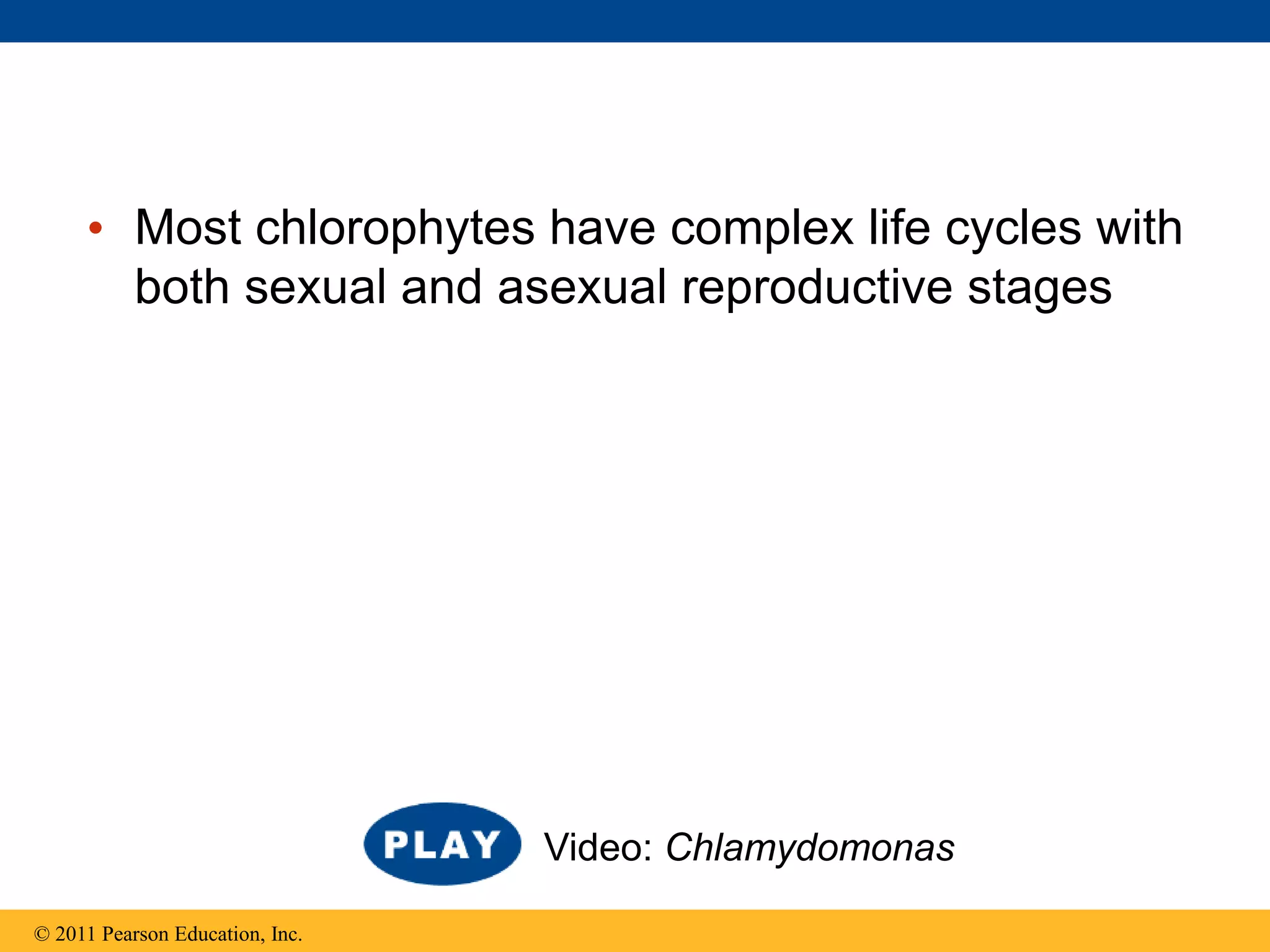 • Most chlorophytes have complex life cycles with
both sexual and asexual reproductive stages
© 2011 Pearson Education, Inc.
Video: Chlamydomonas
 