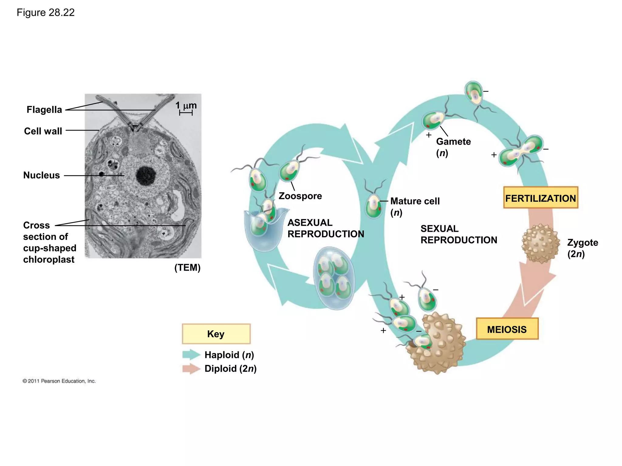 Figure 28.22
Flagella
Cell wall
Nucleus
Cross
section of
cup-shaped
chloroplast
1 m
(TEM)
Zoospore
ASEXUAL
REPRODUCTION
SEXUAL
REPRODUCTION
Gamete
(n)
Mature cell
(n)
Zygote
(2n)
FERTILIZATION
MEIOSIS
Key
Haploid (n)
Diploid (2n)








 