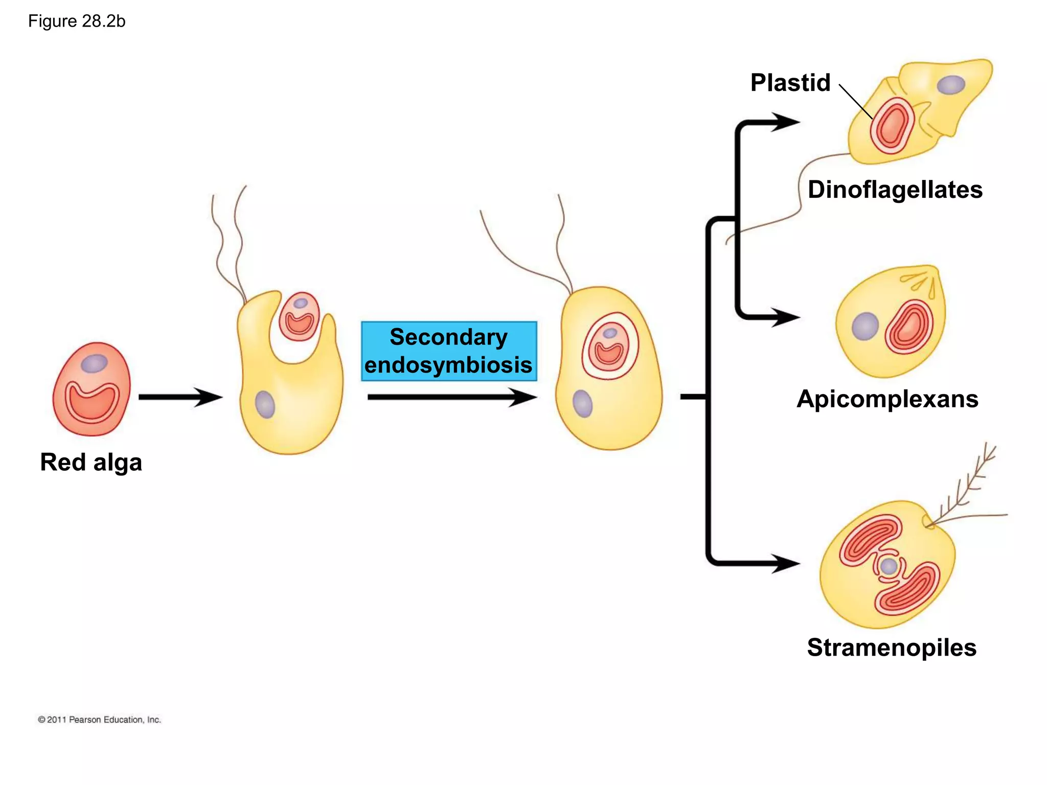 Figure 28.2b
Plastid
Red alga
Secondary
endosymbiosis
Dinoflagellates
Apicomplexans
Stramenopiles
 