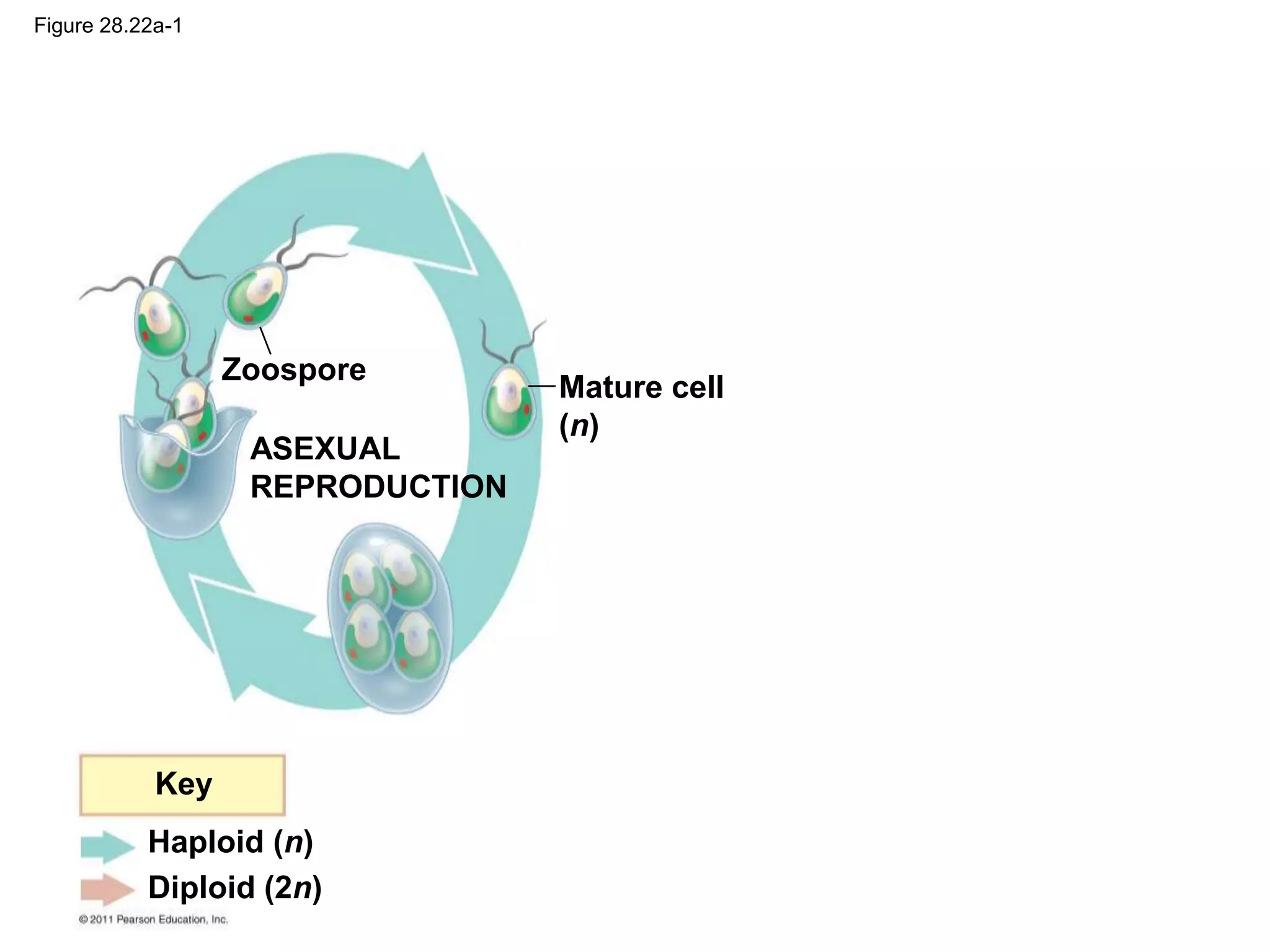 Zoospore
ASEXUAL
REPRODUCTION
Mature cell
(n)
Key
Haploid (n)
Diploid (2n)
Figure 28.22a-1
 