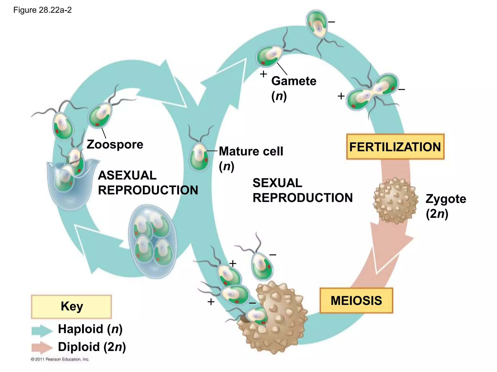 Zoospore
ASEXUAL
REPRODUCTION
SEXUAL
REPRODUCTION
Gamete
(n)
Mature cell
(n)
Zygote
(2n)
FERTILIZATION
MEIOSIS
Key
Haploid (n)
Diploid (2n)








Figure 28.22a-2
 