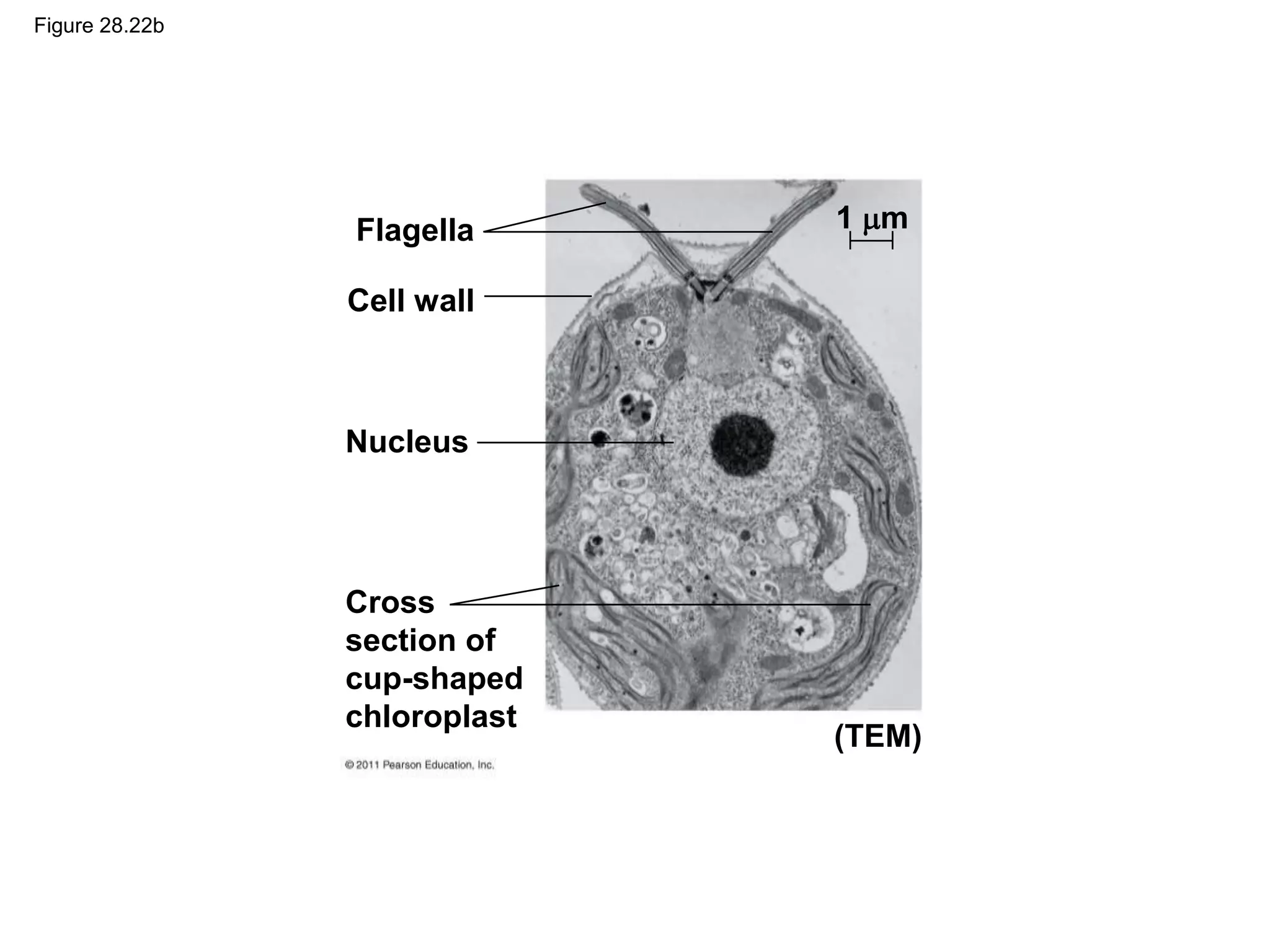 Figure 28.22b
Flagella
Cell wall
Nucleus
Cross
section of
cup-shaped
chloroplast
1 m
(TEM)
 