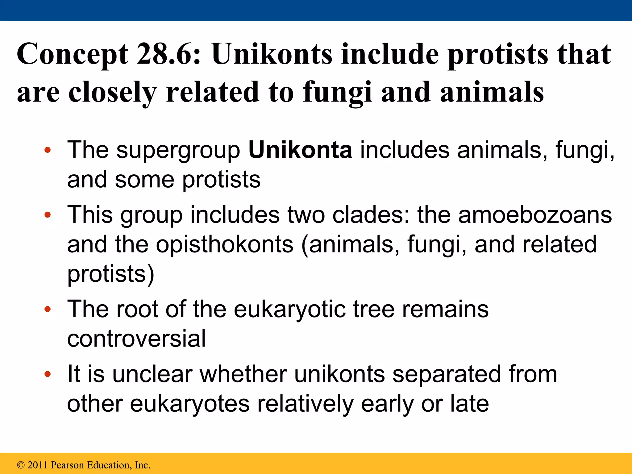 Concept 28.6: Unikonts include protists that
are closely related to fungi and animals
• The supergroup Unikonta includes animals, fungi,
and some protists
• This group includes two clades: the amoebozoans
and the opisthokonts (animals, fungi, and related
protists)
• The root of the eukaryotic tree remains
controversial
• It is unclear whether unikonts separated from
other eukaryotes relatively early or late
© 2011 Pearson Education, Inc.
 