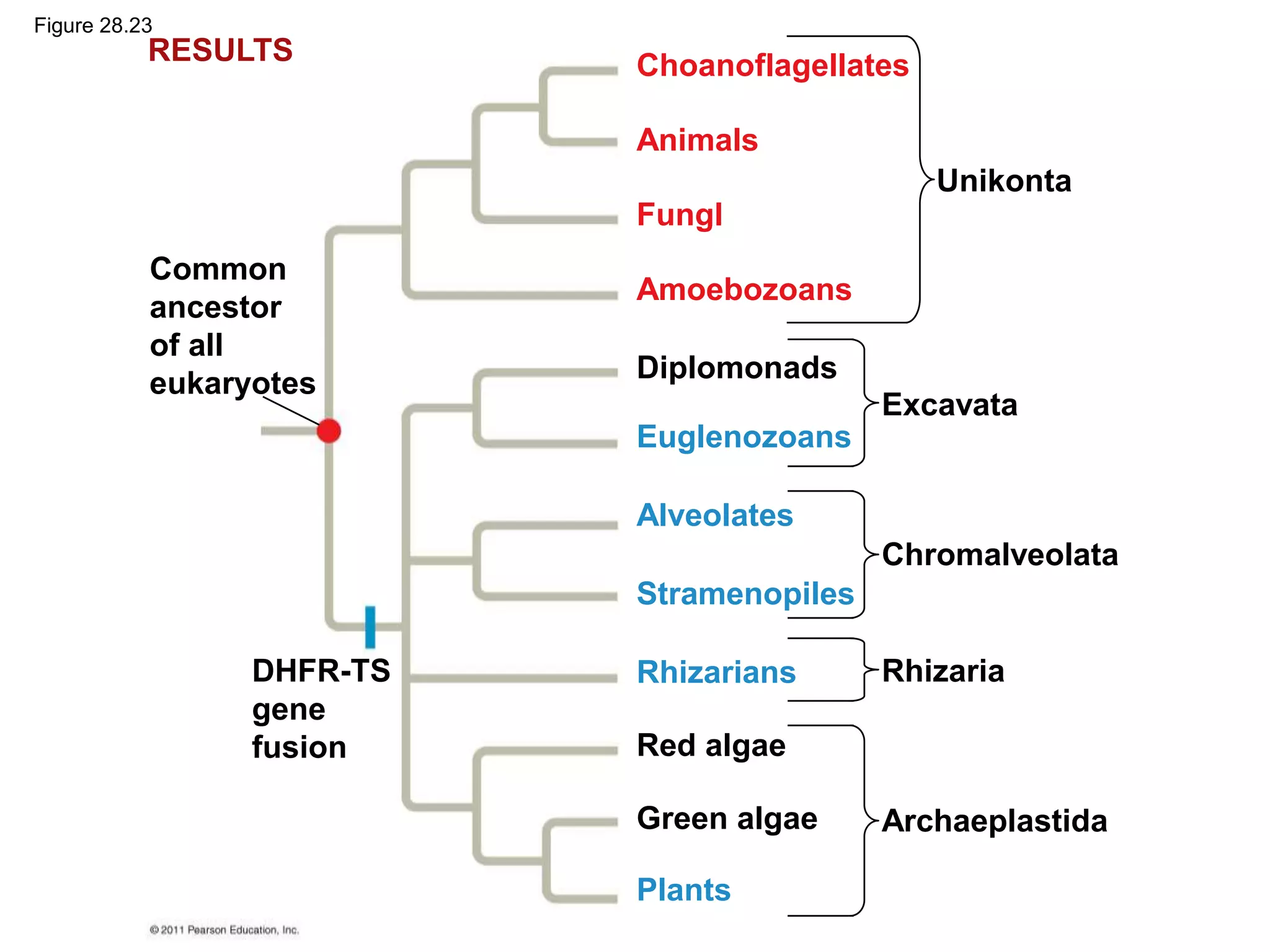 Unikonta
Excavata
Chromalveolata
Rhizaria
Archaeplastida
RESULTS
Common
ancestor
of all
eukaryotes
DHFR-TS
gene
fusion
Choanoflagellates
Animals
Fungl
Amoebozoans
Euglenozoans
Alveolates
Stramenopiles
Rhizarians
Diplomonads
Red algae
Green algae
Plants
Figure 28.23
 