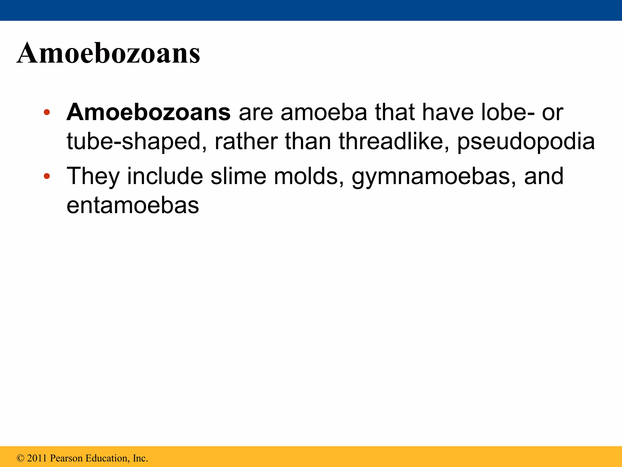 Amoebozoans
• Amoebozoans are amoeba that have lobe- or
tube-shaped, rather than threadlike, pseudopodia
• They include slime molds, gymnamoebas, and
entamoebas
© 2011 Pearson Education, Inc.
 