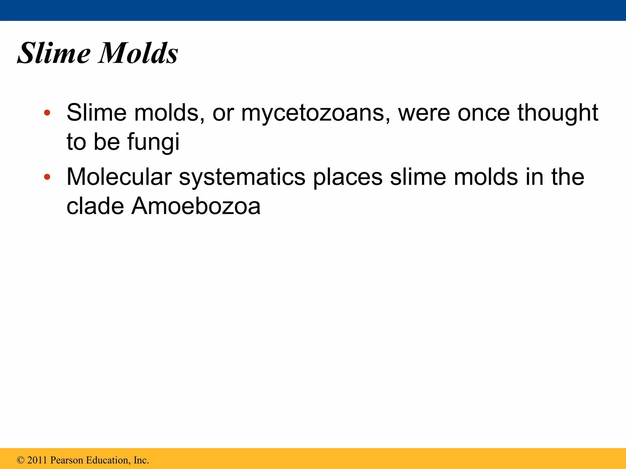 Slime Molds
• Slime molds, or mycetozoans, were once thought
to be fungi
• Molecular systematics places slime molds in the
clade Amoebozoa
© 2011 Pearson Education, Inc.
 