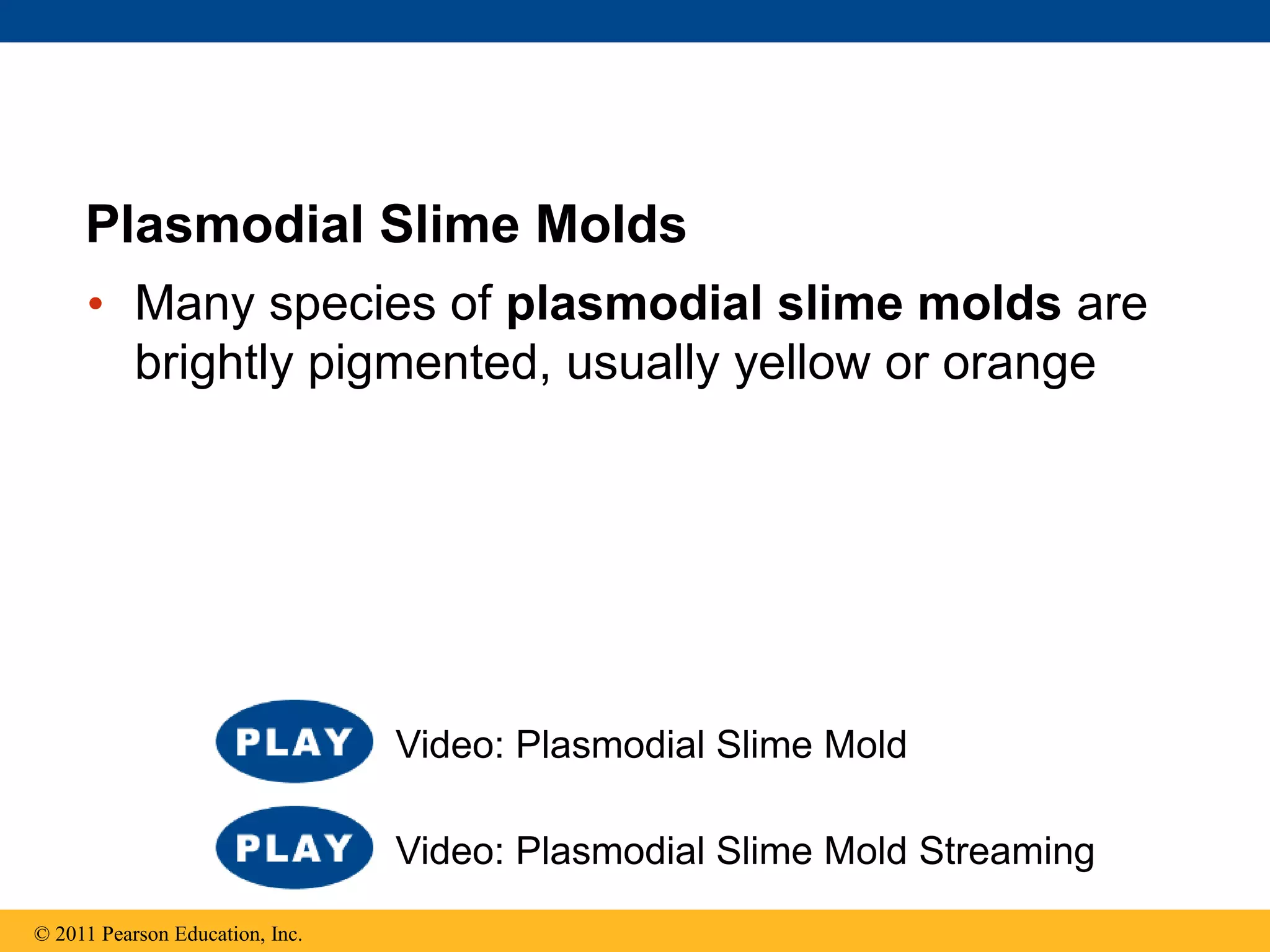 Plasmodial Slime Molds
• Many species of plasmodial slime molds are
brightly pigmented, usually yellow or orange
© 2011 Pearson Education, Inc.
Video: Plasmodial Slime Mold Streaming
Video: Plasmodial Slime Mold
 