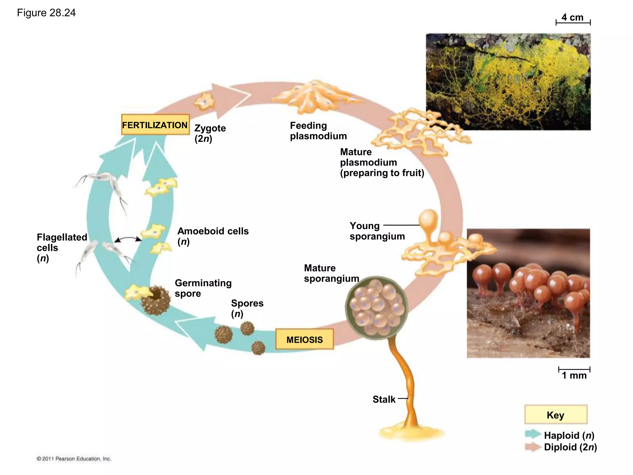 Stalk
Zygote
(2n)
FERTILIZATION
MEIOSIS
Amoeboid cells
(n)
Germinating
spore
Spores
(n)
Flagellated
cells
(n)
Mature
sporangium
Young
sporangium
Feeding
plasmodium
Mature
plasmodium
(preparing to fruit)
4 cm
1 mm
Key
Haploid (n)
Diploid (2n)
Figure 28.24
 
