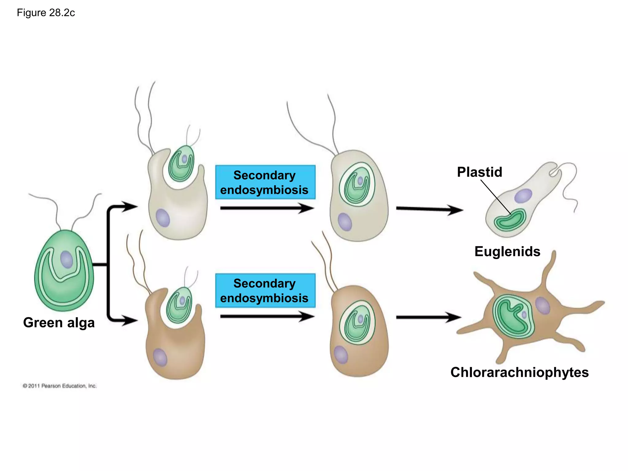 Figure 28.2c
Secondary
endosymbiosis
Green alga
Plastid
Euglenids
Chlorarachniophytes
Secondary
endosymbiosis
 