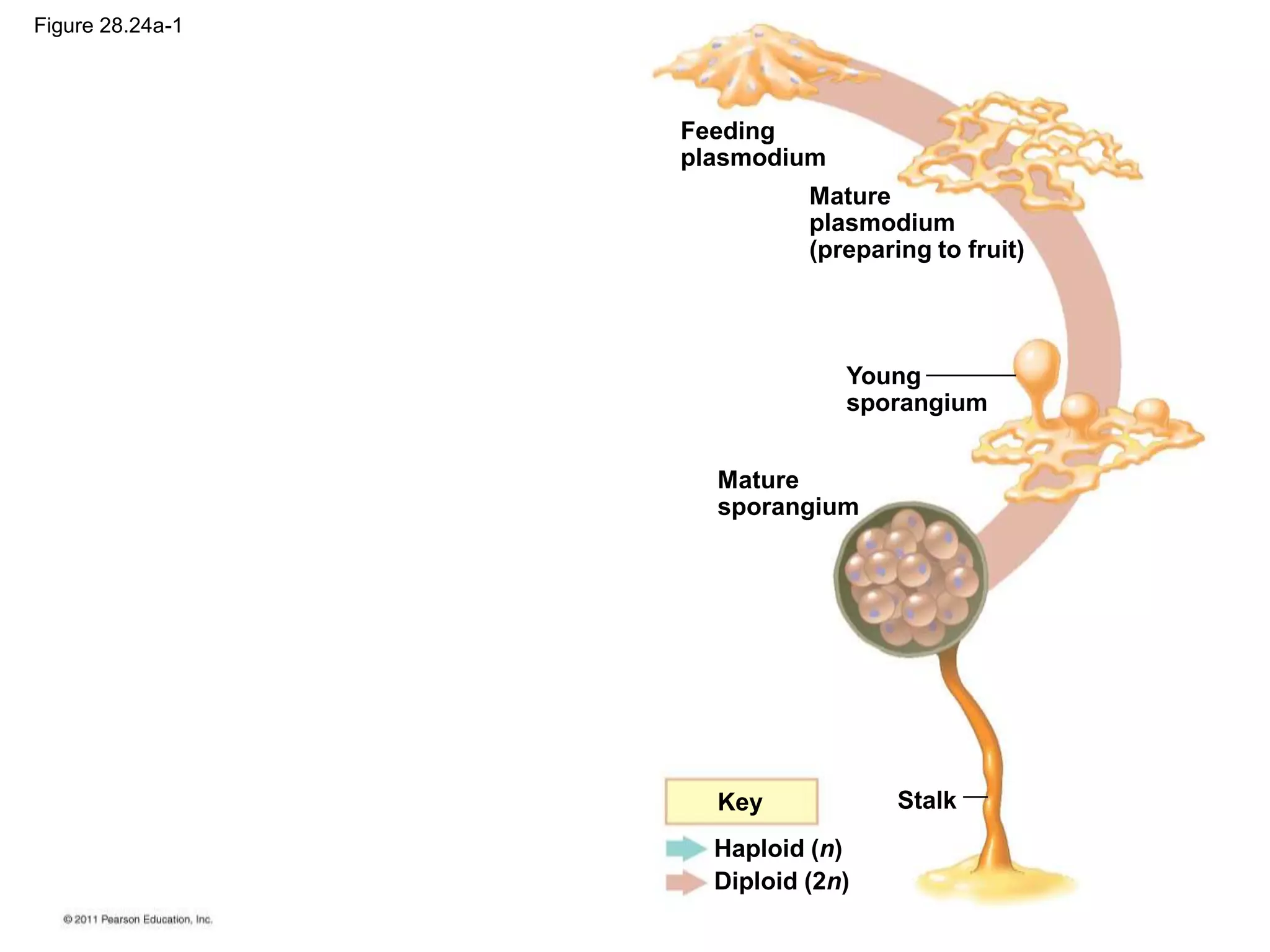 Stalk
Mature
sporangium
Young
sporangium
Feeding
plasmodium
Mature
plasmodium
(preparing to fruit)
Key
Haploid (n)
Diploid (2n)
Figure 28.24a-1
 