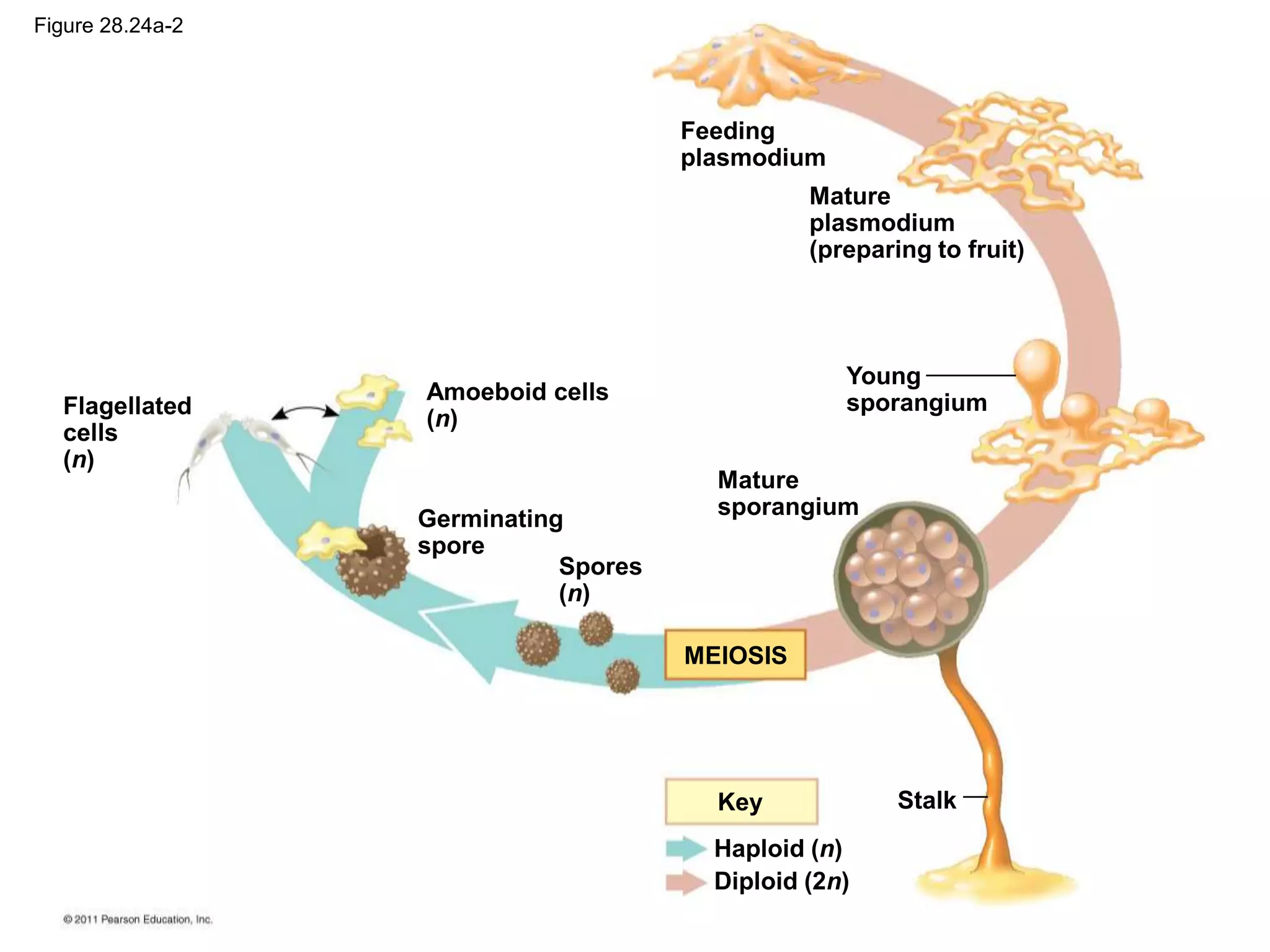 Stalk
MEIOSIS
Amoeboid cells
(n)
Germinating
spore
Spores
(n)
Flagellated
cells
(n)
Mature
sporangium
Young
sporangium
Feeding
plasmodium
Mature
plasmodium
(preparing to fruit)
Key
Haploid (n)
Diploid (2n)
Figure 28.24a-2
 