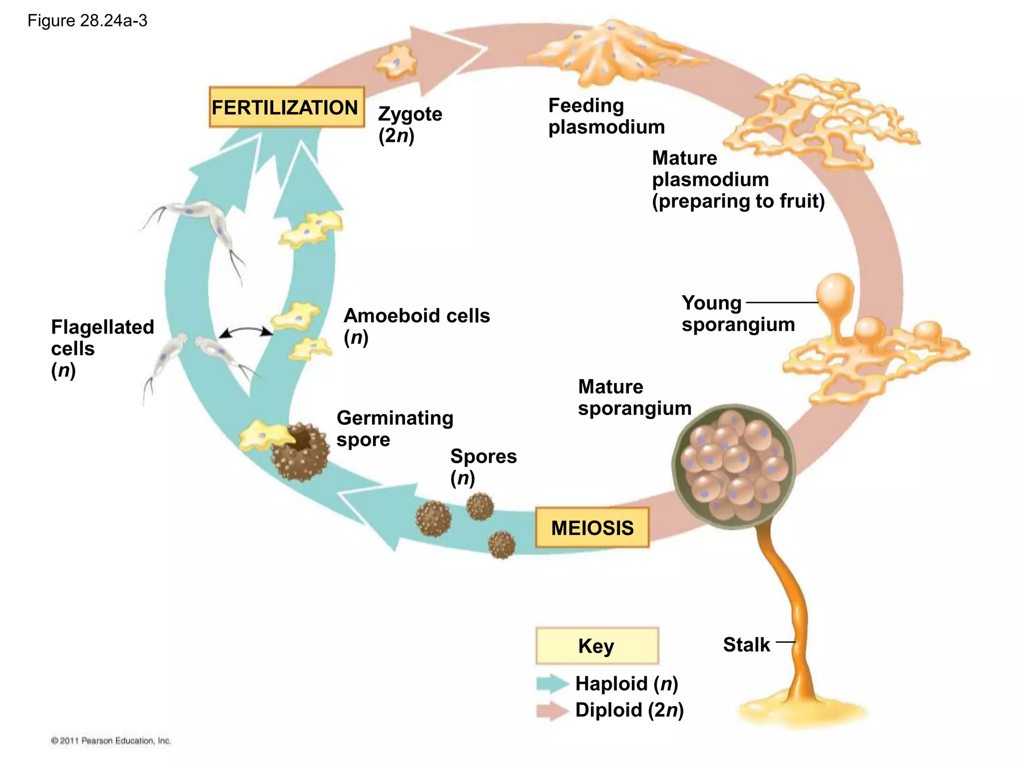Stalk
Zygote
(2n)
FERTILIZATION
MEIOSIS
Amoeboid cells
(n)
Germinating
spore
Spores
(n)
Flagellated
cells
(n)
Mature
sporangium
Young
sporangium
Feeding
plasmodium
Mature
plasmodium
(preparing to fruit)
Key
Haploid (n)
Diploid (2n)
Figure 28.24a-3
 