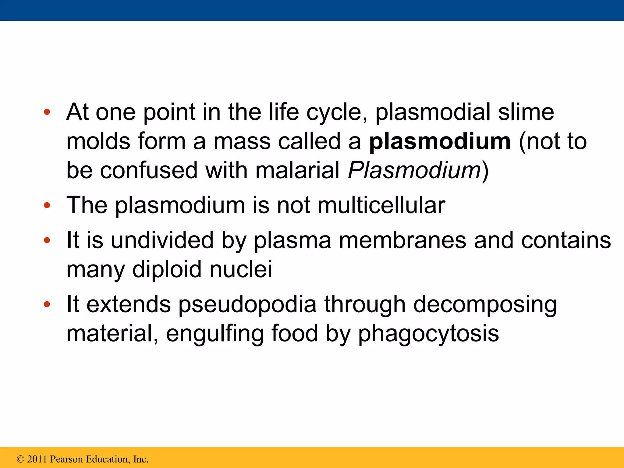 • At one point in the life cycle, plasmodial slime
molds form a mass called a plasmodium (not to
be confused with malarial Plasmodium)
• The plasmodium is not multicellular
• It is undivided by plasma membranes and contains
many diploid nuclei
• It extends pseudopodia through decomposing
material, engulfing food by phagocytosis
© 2011 Pearson Education, Inc.
 