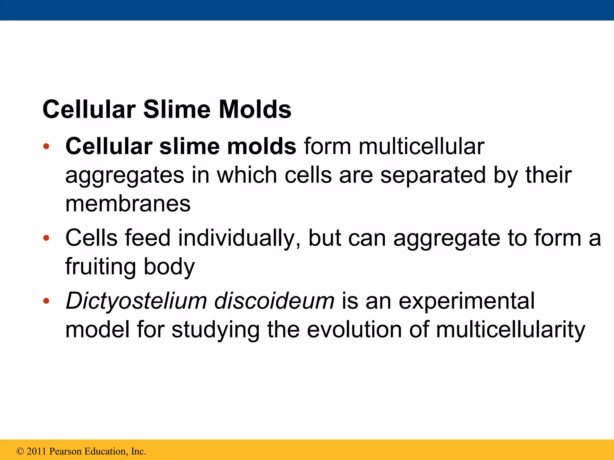 Cellular Slime Molds
• Cellular slime molds form multicellular
aggregates in which cells are separated by their
membranes
• Cells feed individually, but can aggregate to form a
fruiting body
• Dictyostelium discoideum is an experimental
model for studying the evolution of multicellularity
© 2011 Pearson Education, Inc.
 