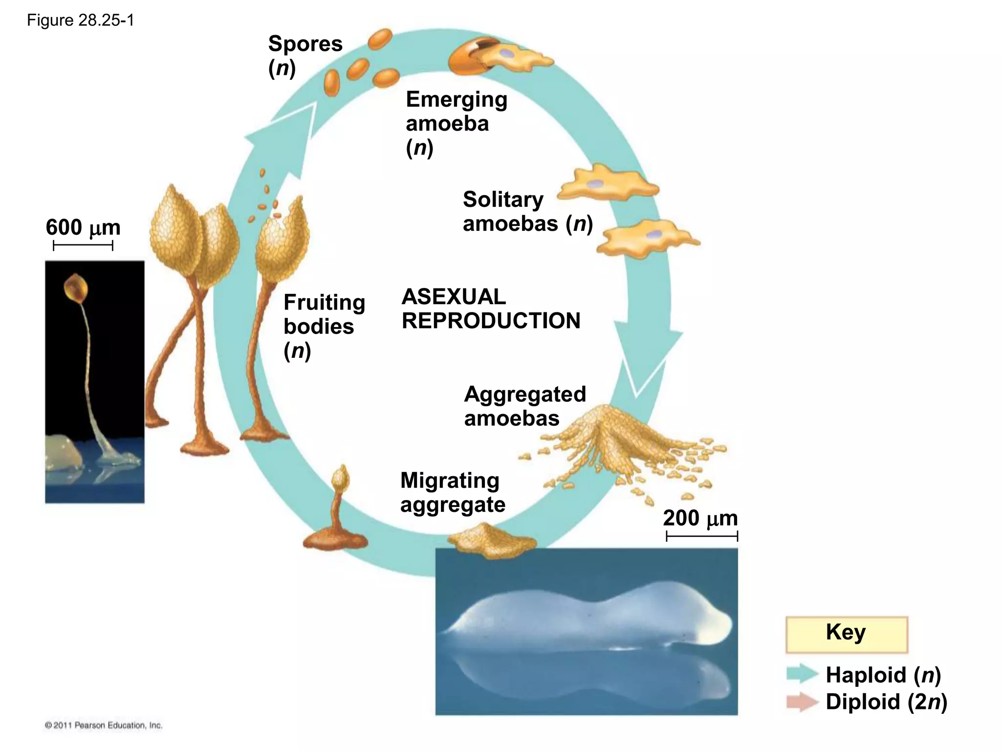 Spores
(n)
600 m
200 m
Solitary
amoebas (n)
Emerging
amoeba
(n)
Fruiting
bodies
(n)
Aggregated
amoebas
ASEXUAL
REPRODUCTION
Migrating
aggregate
Key
Haploid (n)
Diploid (2n)
Figure 28.25-1
 