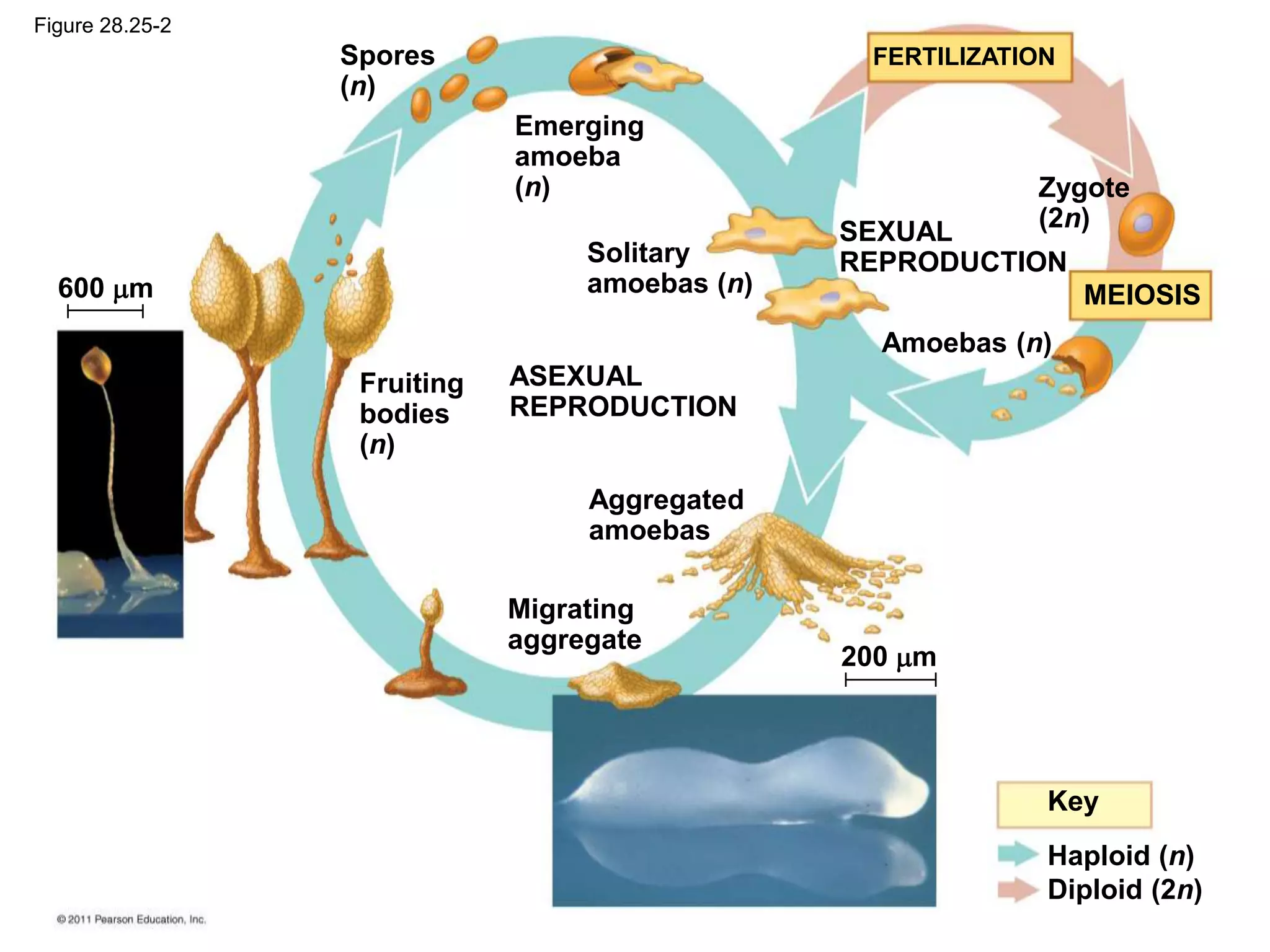 Spores
(n)
600 m
200 m
Solitary
amoebas (n)
Emerging
amoeba
(n)
Fruiting
bodies
(n)
Aggregated
amoebas
Amoebas (n)
ASEXUAL
REPRODUCTION
SEXUAL
REPRODUCTION
Zygote
(2n)
Migrating
aggregate
Key
Haploid (n)
Diploid (2n)
FERTILIZATION
MEIOSIS
Figure 28.25-2
 