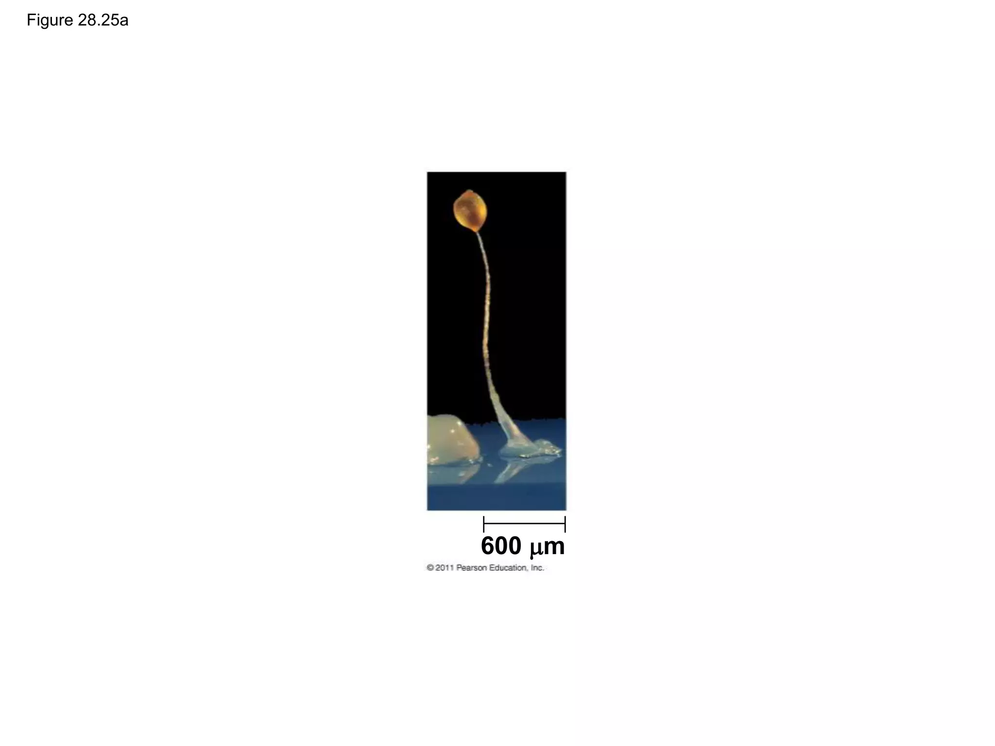 Figure 28.25a
600 m
 