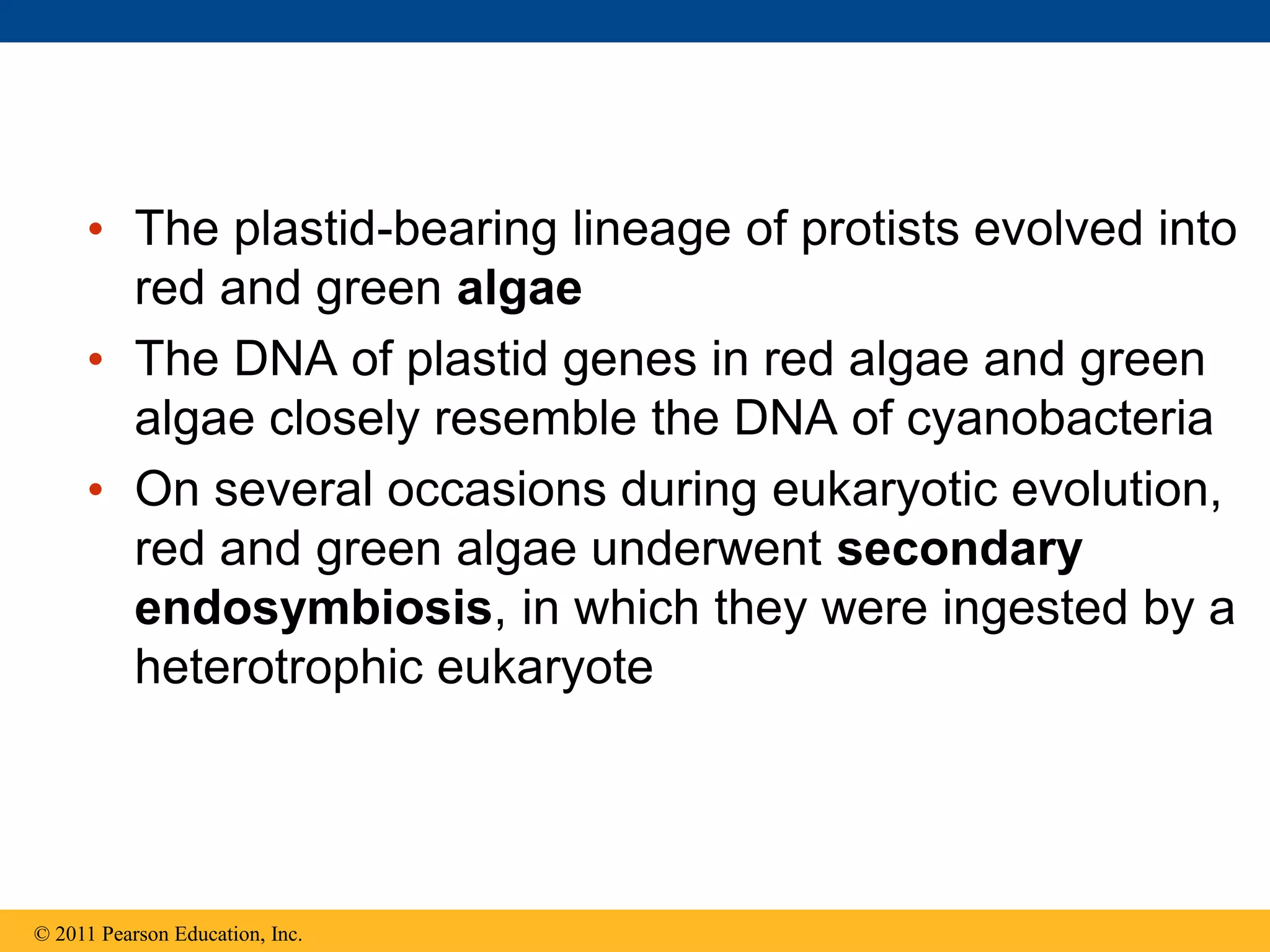 • The plastid-bearing lineage of protists evolved into
red and green algae
• The DNA of plastid genes in red algae and green
algae closely resemble the DNA of cyanobacteria
• On several occasions during eukaryotic evolution,
red and green algae underwent secondary
endosymbiosis, in which they were ingested by a
heterotrophic eukaryote
© 2011 Pearson Education, Inc.
 