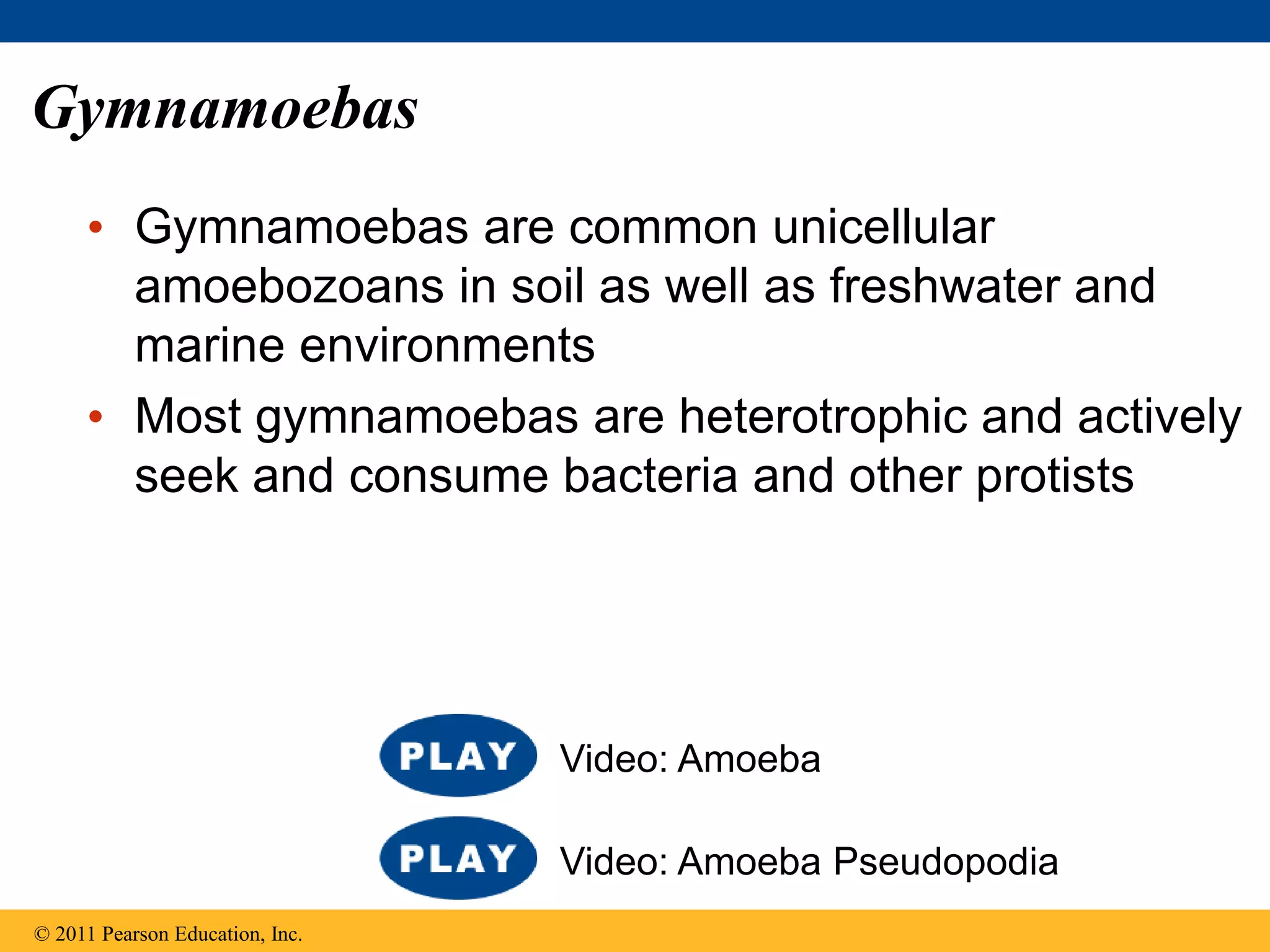 Gymnamoebas
• Gymnamoebas are common unicellular
amoebozoans in soil as well as freshwater and
marine environments
• Most gymnamoebas are heterotrophic and actively
seek and consume bacteria and other protists
© 2011 Pearson Education, Inc.
Video: Amoeba Pseudopodia
Video: Amoeba
 