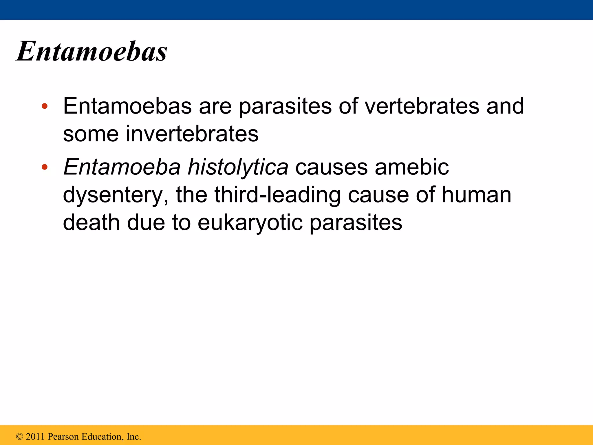 Entamoebas
• Entamoebas are parasites of vertebrates and
some invertebrates
• Entamoeba histolytica causes amebic
dysentery, the third-leading cause of human
death due to eukaryotic parasites
© 2011 Pearson Education, Inc.
 