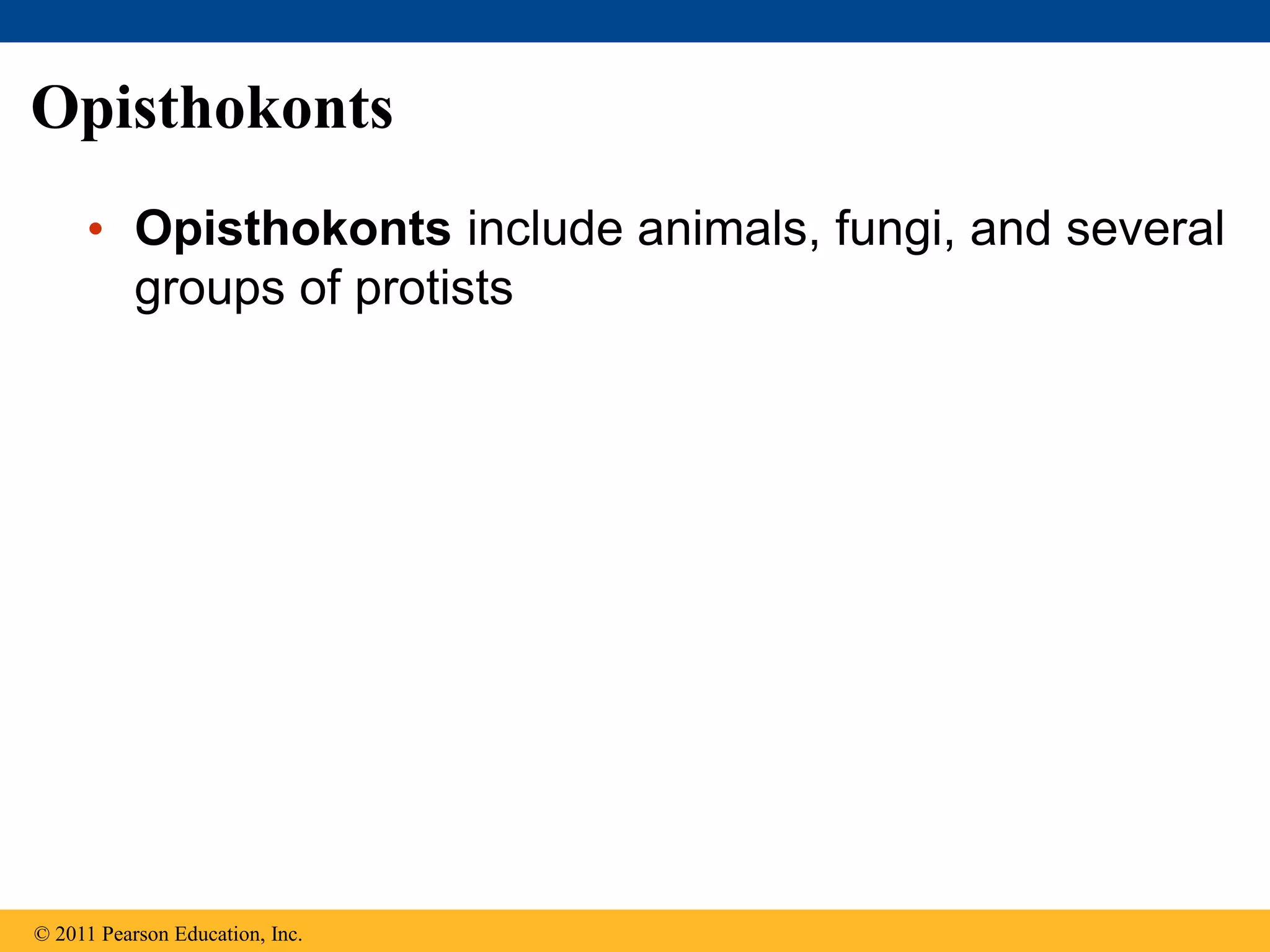 Opisthokonts
• Opisthokonts include animals, fungi, and several
groups of protists
© 2011 Pearson Education, Inc.
 