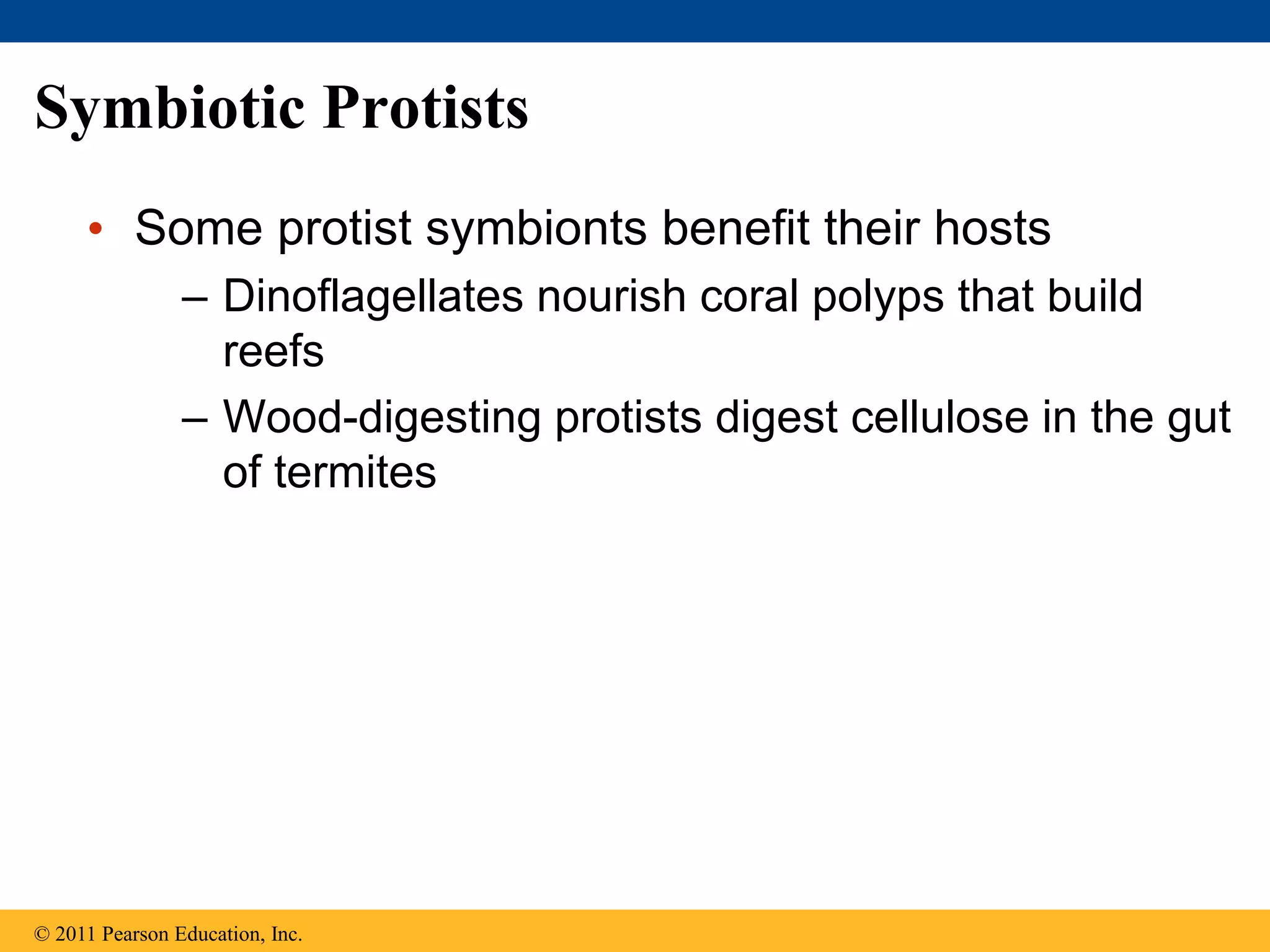 Symbiotic Protists
• Some protist symbionts benefit their hosts
– Dinoflagellates nourish coral polyps that build
reefs
– Wood-digesting protists digest cellulose in the gut
of termites
© 2011 Pearson Education, Inc.
 