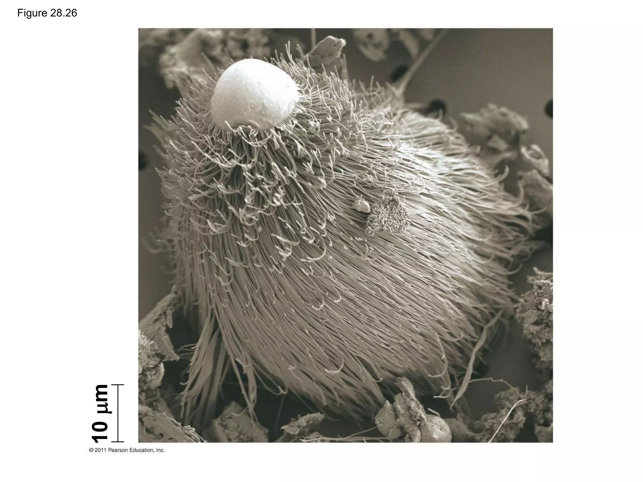 Figure 28.26
10
m
 