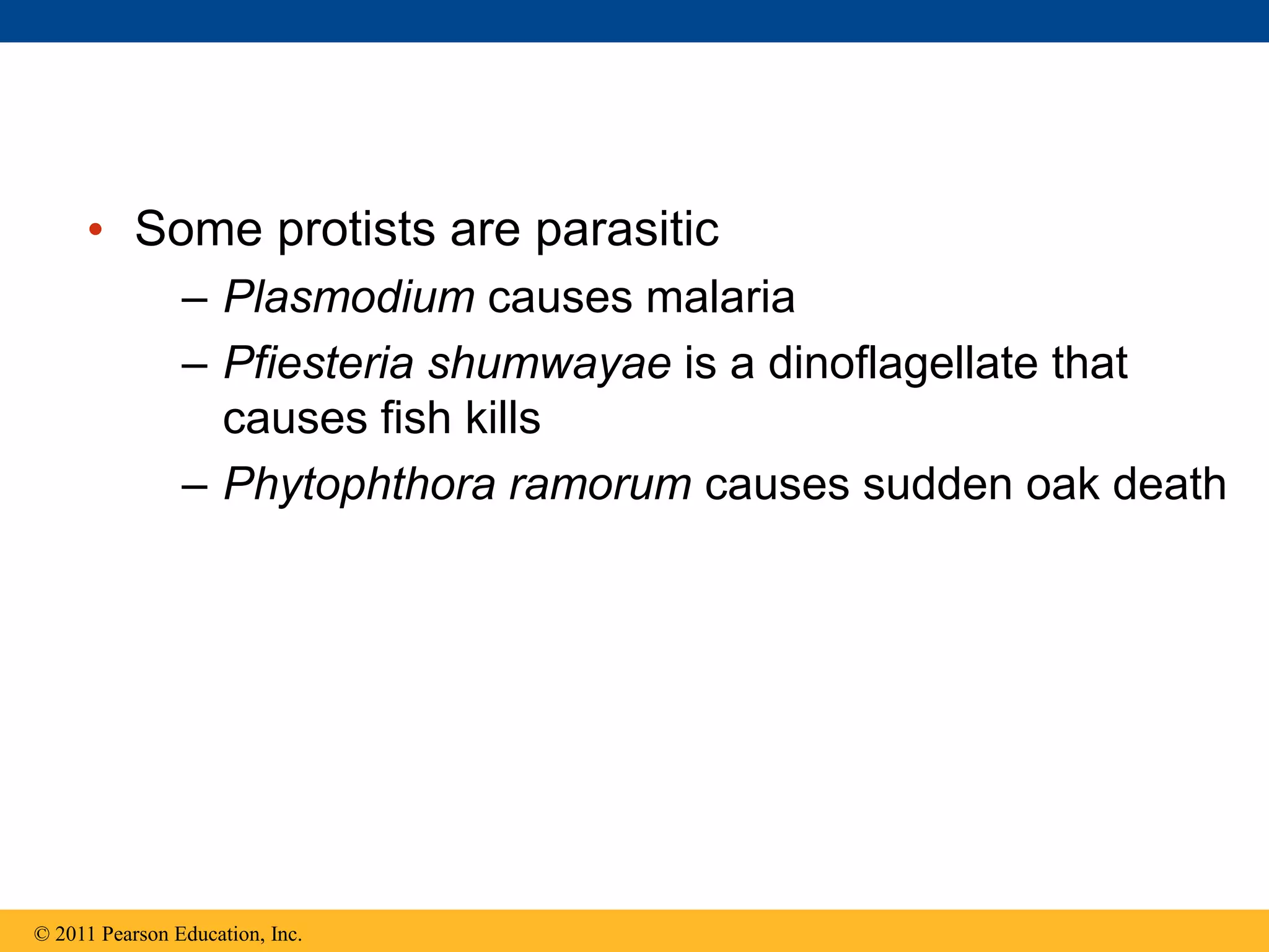 • Some protists are parasitic
– Plasmodium causes malaria
– Pfiesteria shumwayae is a dinoflagellate that
causes fish kills
– Phytophthora ramorum causes sudden oak death
© 2011 Pearson Education, Inc.
 