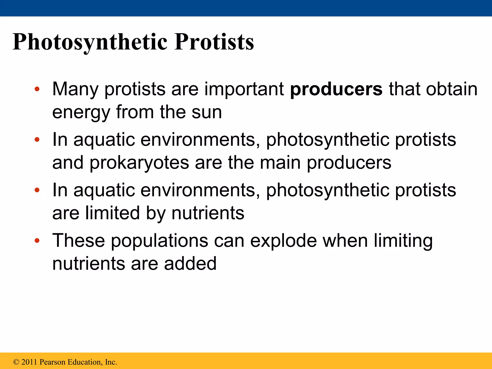 Photosynthetic Protists
• Many protists are important producers that obtain
energy from the sun
• In aquatic environments, photosynthetic protists
and prokaryotes are the main producers
• In aquatic environments, photosynthetic protists
are limited by nutrients
• These populations can explode when limiting
nutrients are added
© 2011 Pearson Education, Inc.
 