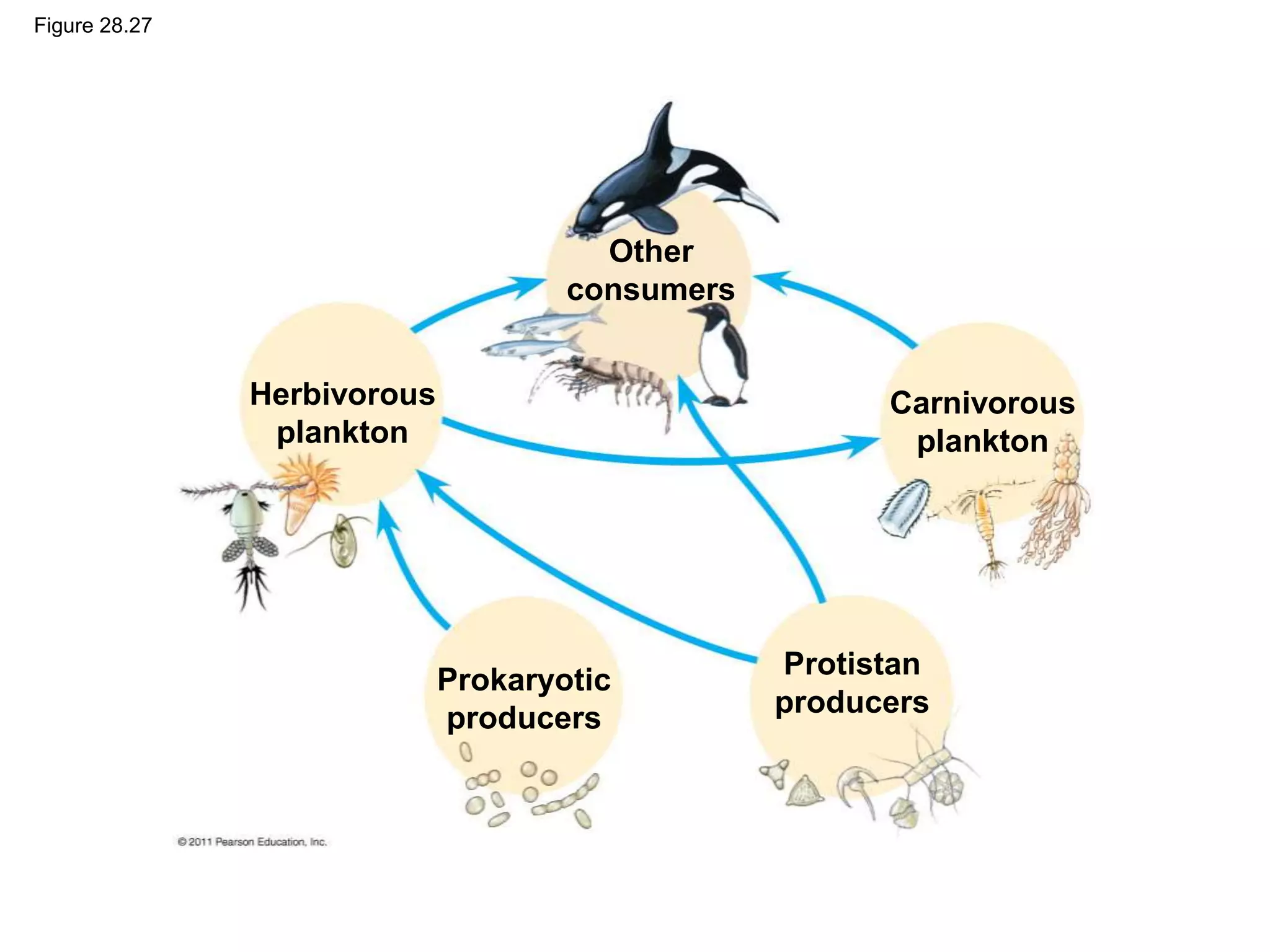 Figure 28.27
Herbivorous
plankton
Other
consumers
Carnivorous
plankton
Protistan
producers
Prokaryotic
producers
 