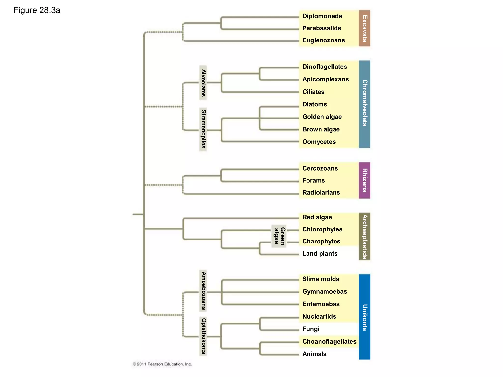 Figure 28.3a
Diplomonads
Parabasalids
Euglenozoans
Dinoflagellates
Apicomplexans
Ciliates
Diatoms
Golden algae
Brown algae
Oomycetes
Cercozoans
Forams
Radiolarians
Red algae
Chlorophytes
Charophytes
Land plants
Slime molds
Gymnamoebas
Entamoebas
Nucleariids
Fungi
Choanoflagellates
Animals
Alveolates
Stramenopiles
Green
algae
Amoebozoans
Opisthokonts
Excavata
Chromalveolata
Rhizaria
Archaeplastida
Unikonta
 