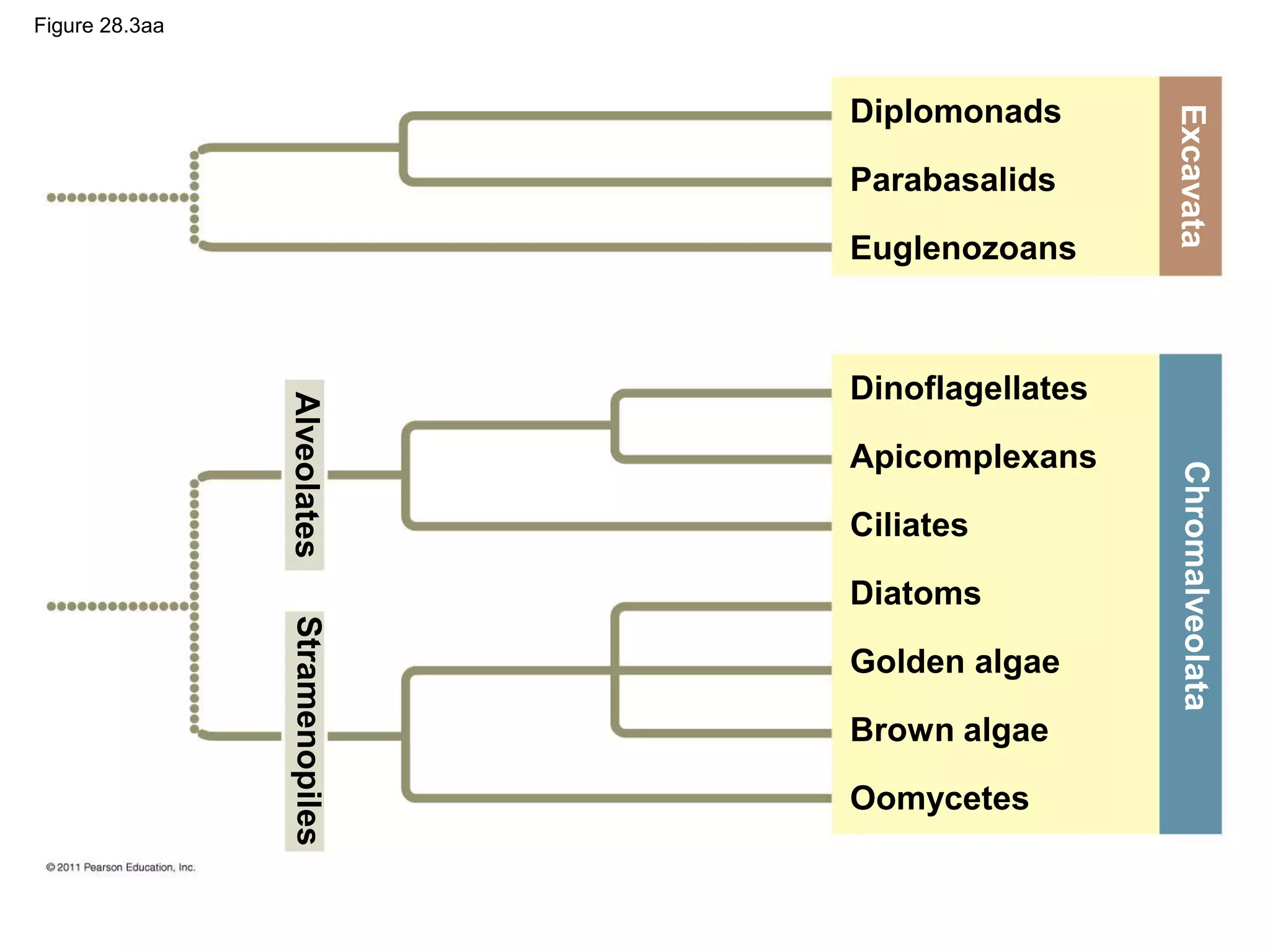 Figure 28.3aa
Diplomonads
Parabasalids
Euglenozoans
Dinoflagellates
Apicomplexans
Ciliates
Diatoms
Golden algae
Brown algae
Oomycetes
Alveolates
Stramenopiles
Excavata
Chromalveolata
 