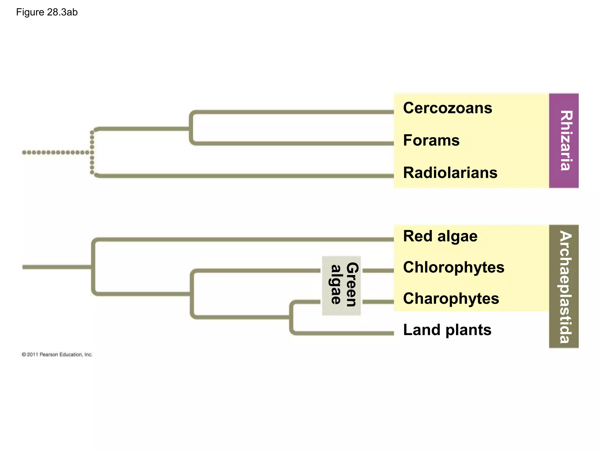Figure 28.3ab
Cercozoans
Forams
Radiolarians
Red algae
Chlorophytes
Charophytes
Land plants
Green
algae
Rhizaria
Archaeplastida
 