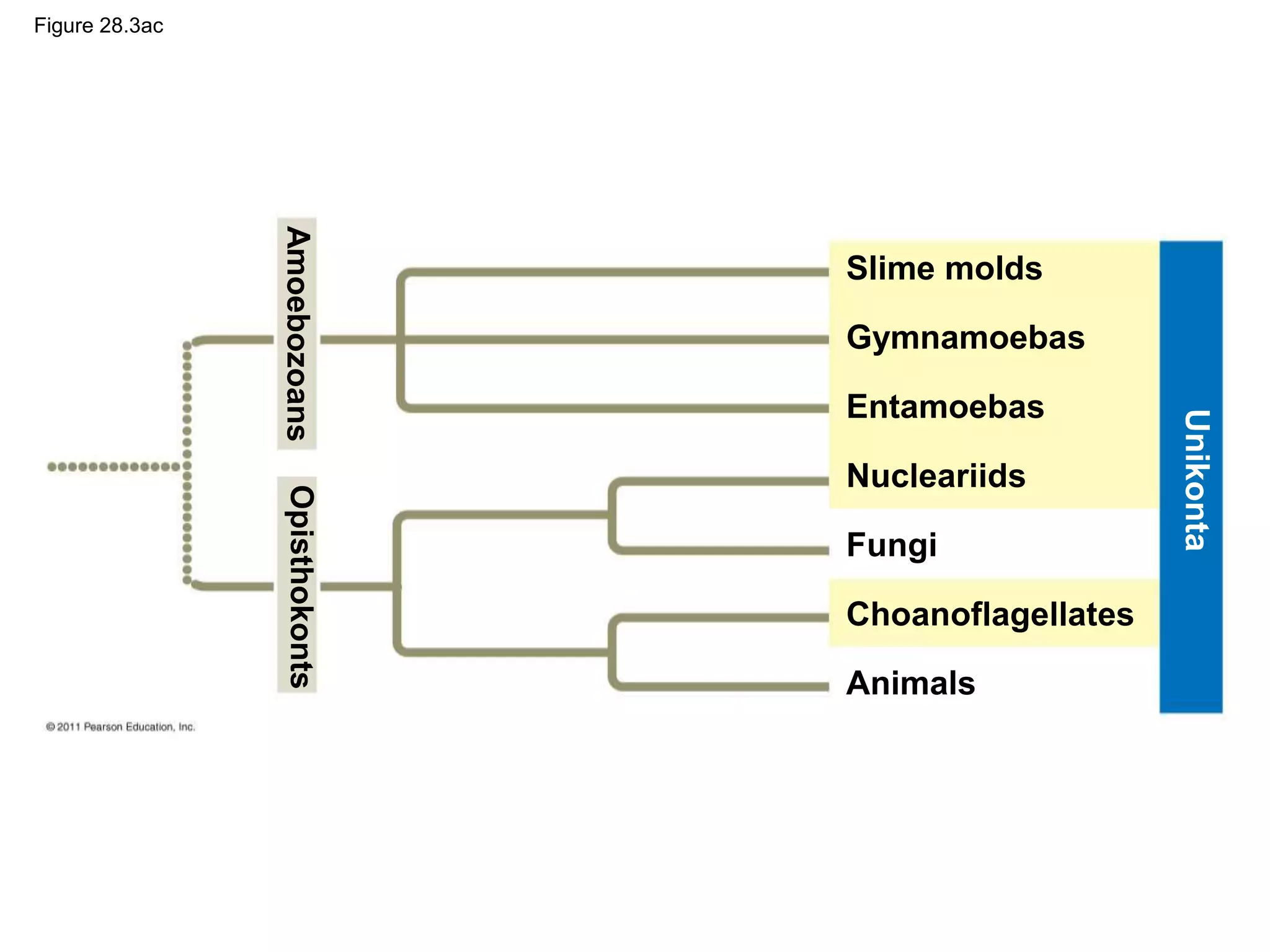 Figure 28.3ac
Slime molds
Gymnamoebas
Entamoebas
Nucleariids
Fungi
Choanoflagellates
Animals
Amoebozoans
Opisthokonts
Unikonta
 