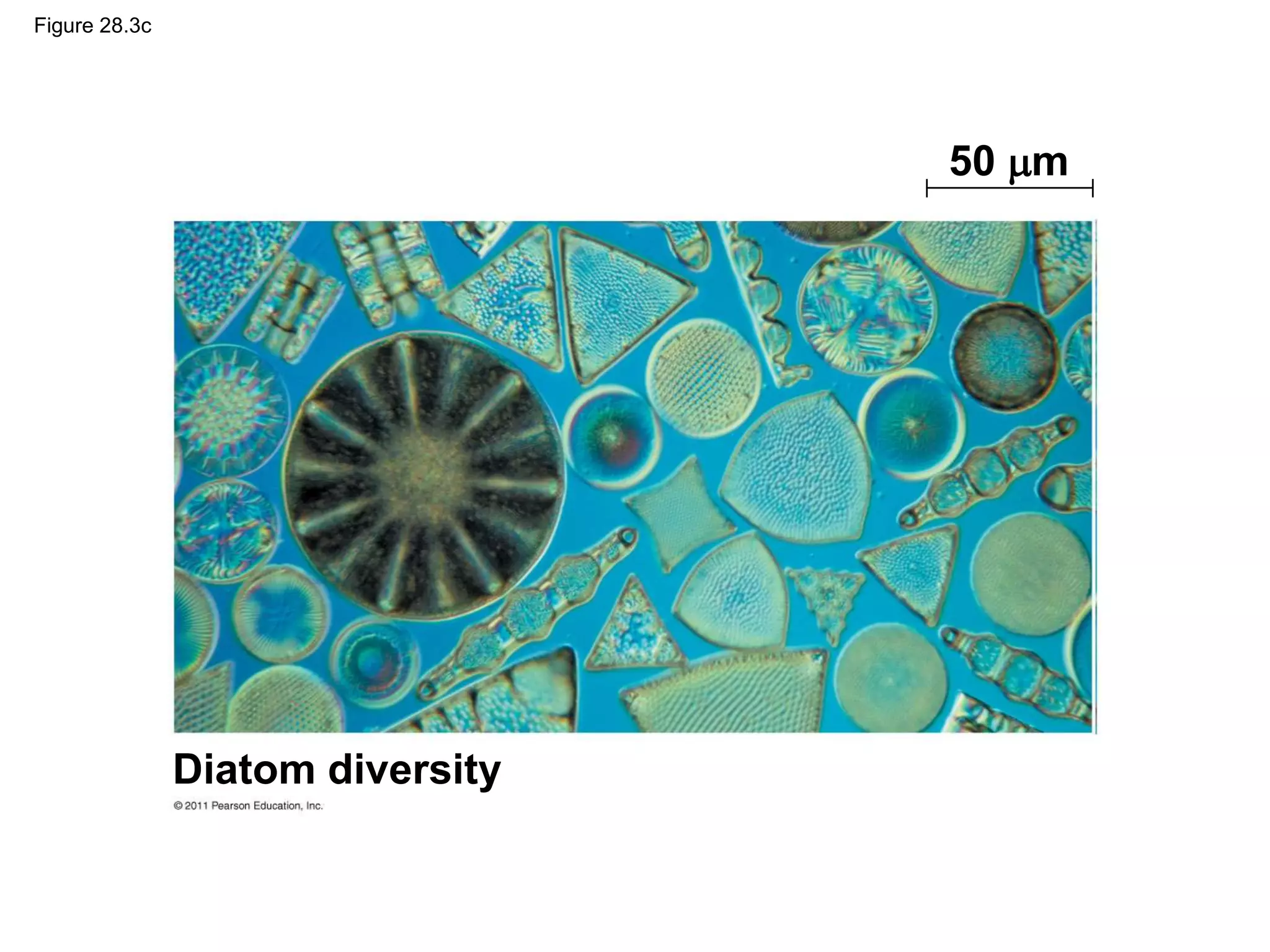 Figure 28.3c
Diatom diversity
50 m
 